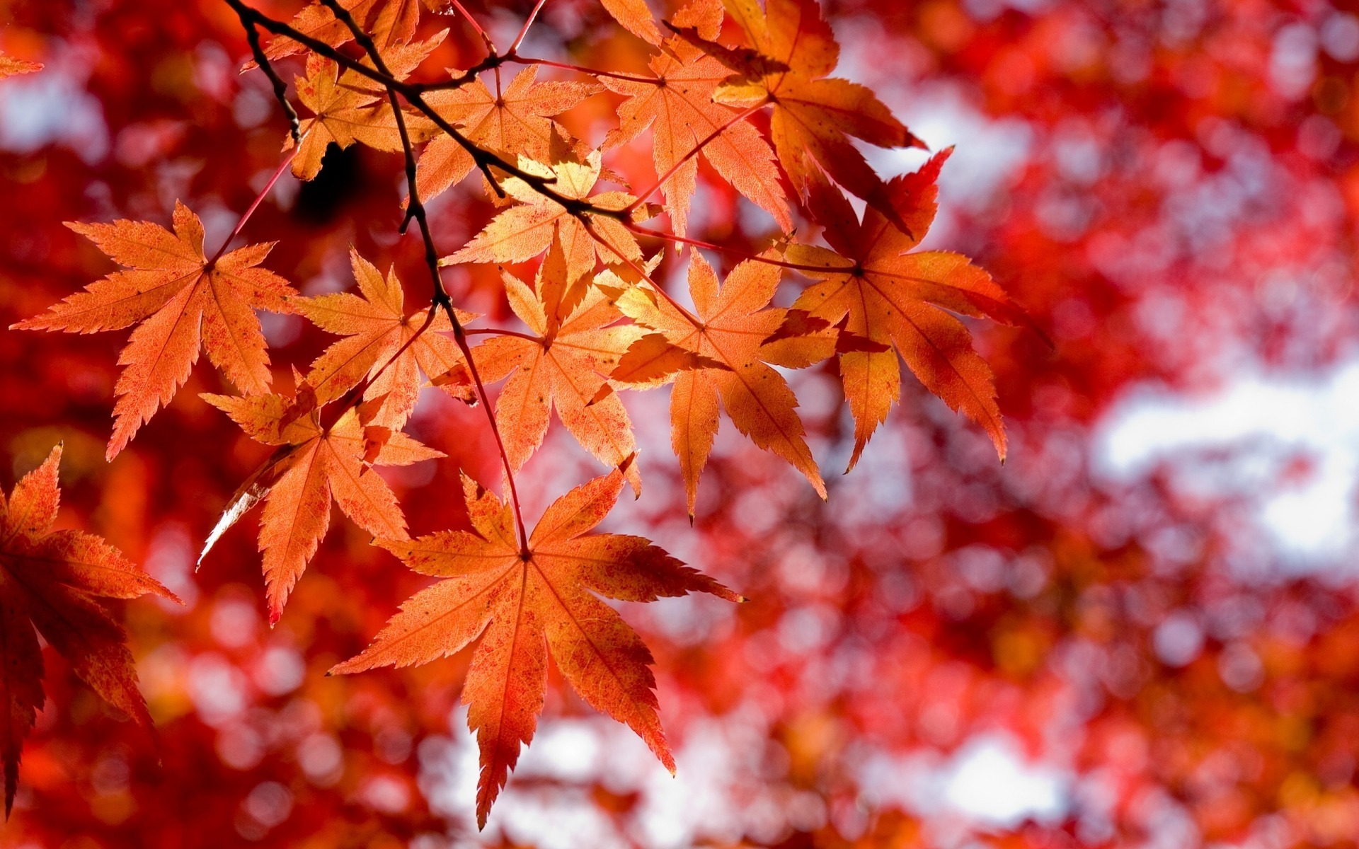 октябрь листья картинки