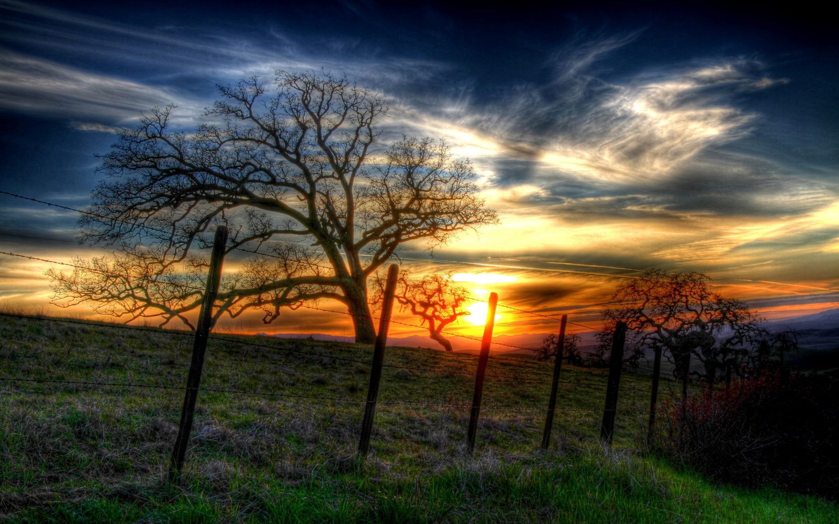 wire, trees, sun, nature, sunset, branches, branch, fence, hedge Full HD