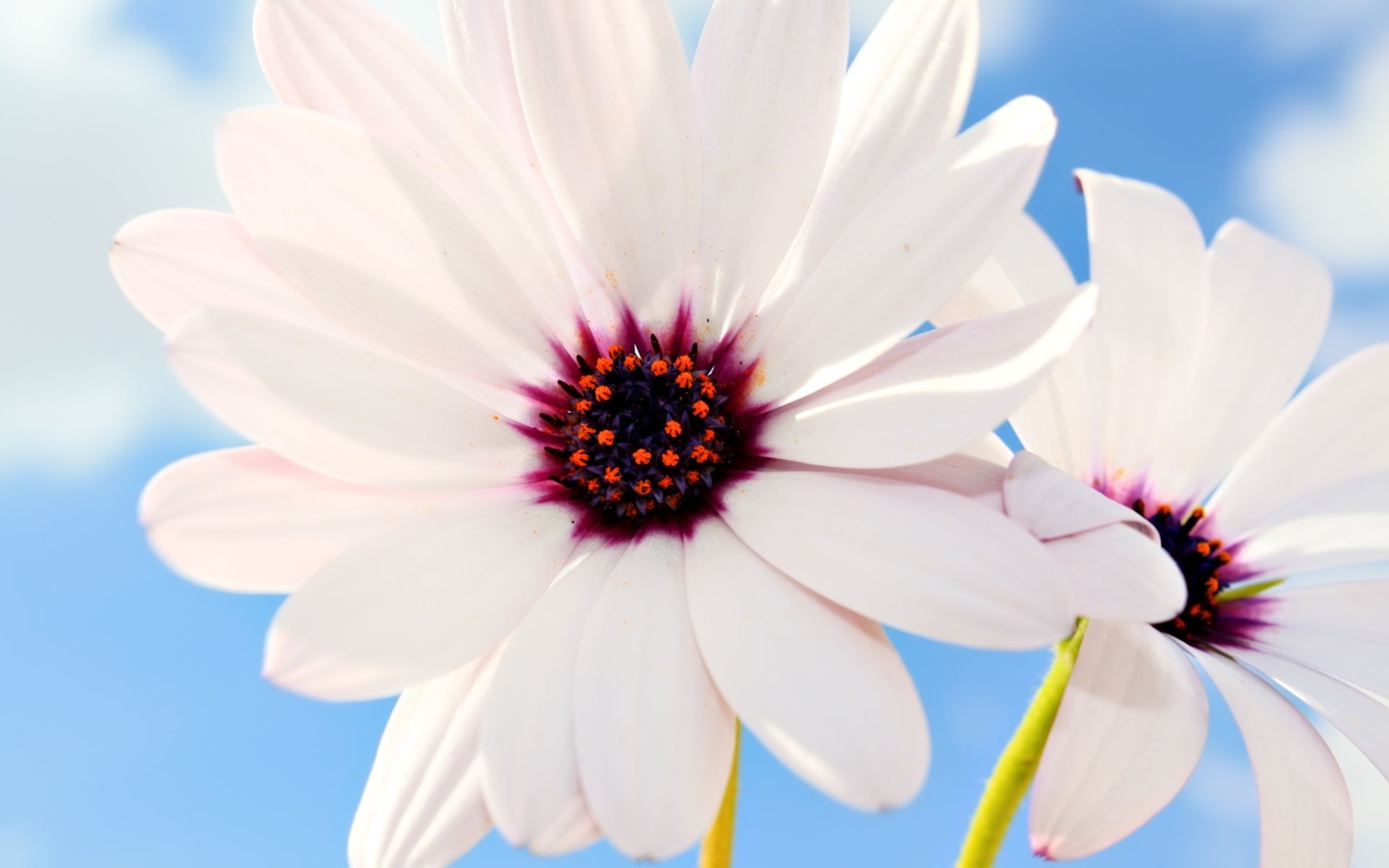 Download mobile wallpaper Nature, Flower, Macro, Close Up, Earth, African Daisy, White Flower for free.