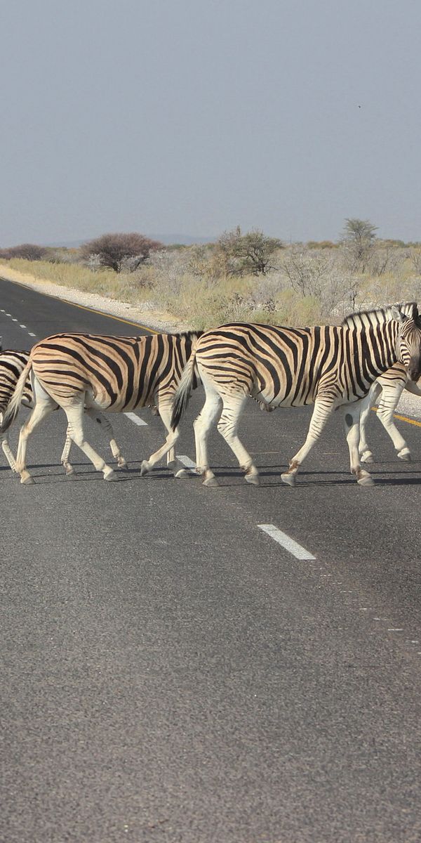 Animal road. Зебра на дороге. Фото зебры на дороге. Зебра дороги картинка в реальной жизни. Что такое Зебра на дороге для детей.