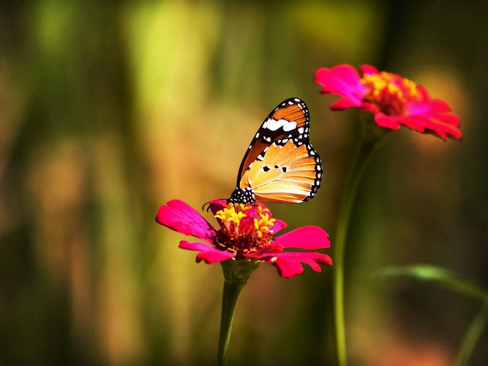 Laden Sie das Grass, Makro, Motley, Mehrfarbig, Schmetterling, Blume-Bild kostenlos auf Ihren PC-Desktop herunter