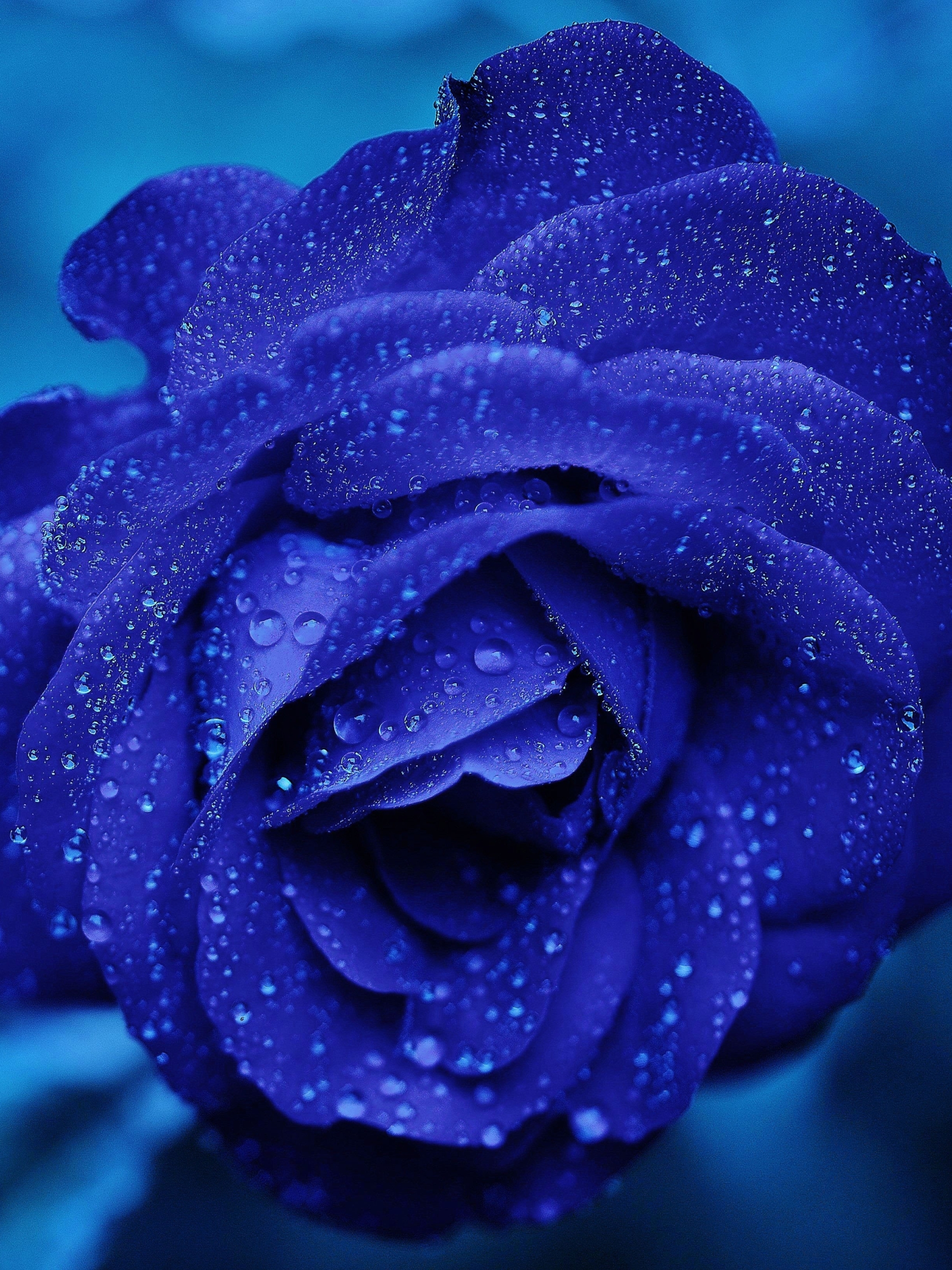 Download mobile wallpaper Flowers, Flower, Rose, Earth, Blue Rose, Water Drop, Blue Flower for free.