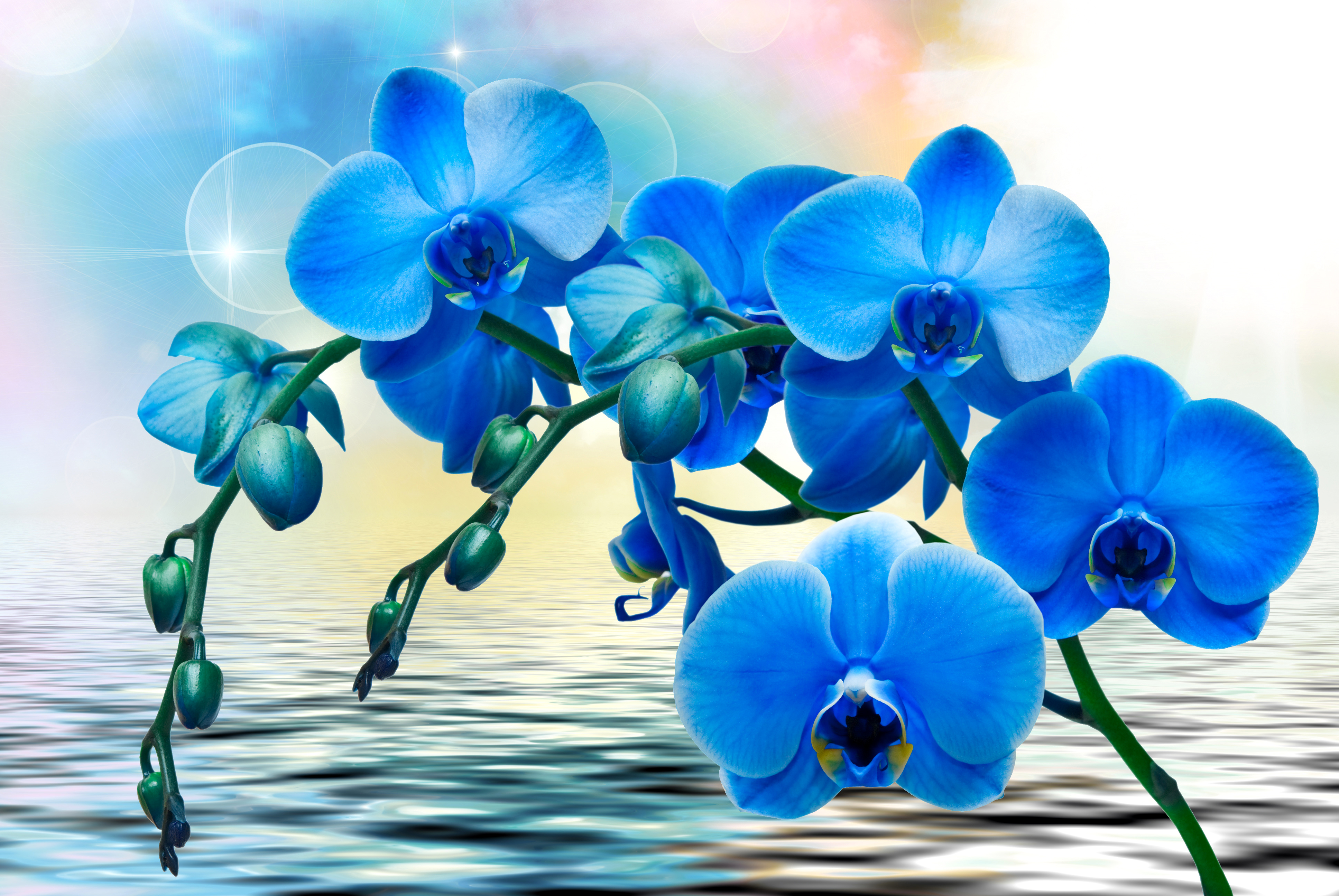 390131 免費下載壁紙 自然, 兰花, 蓝花, 花, 水, 花卉 屏保和圖片