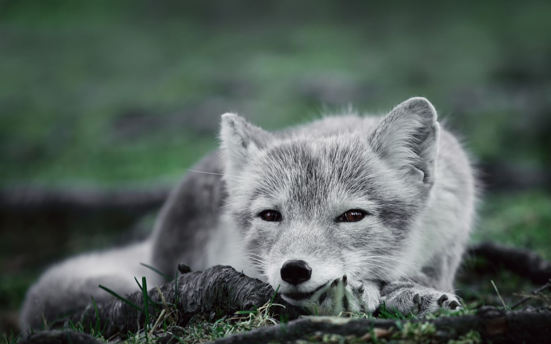 8k Polar Fox Images