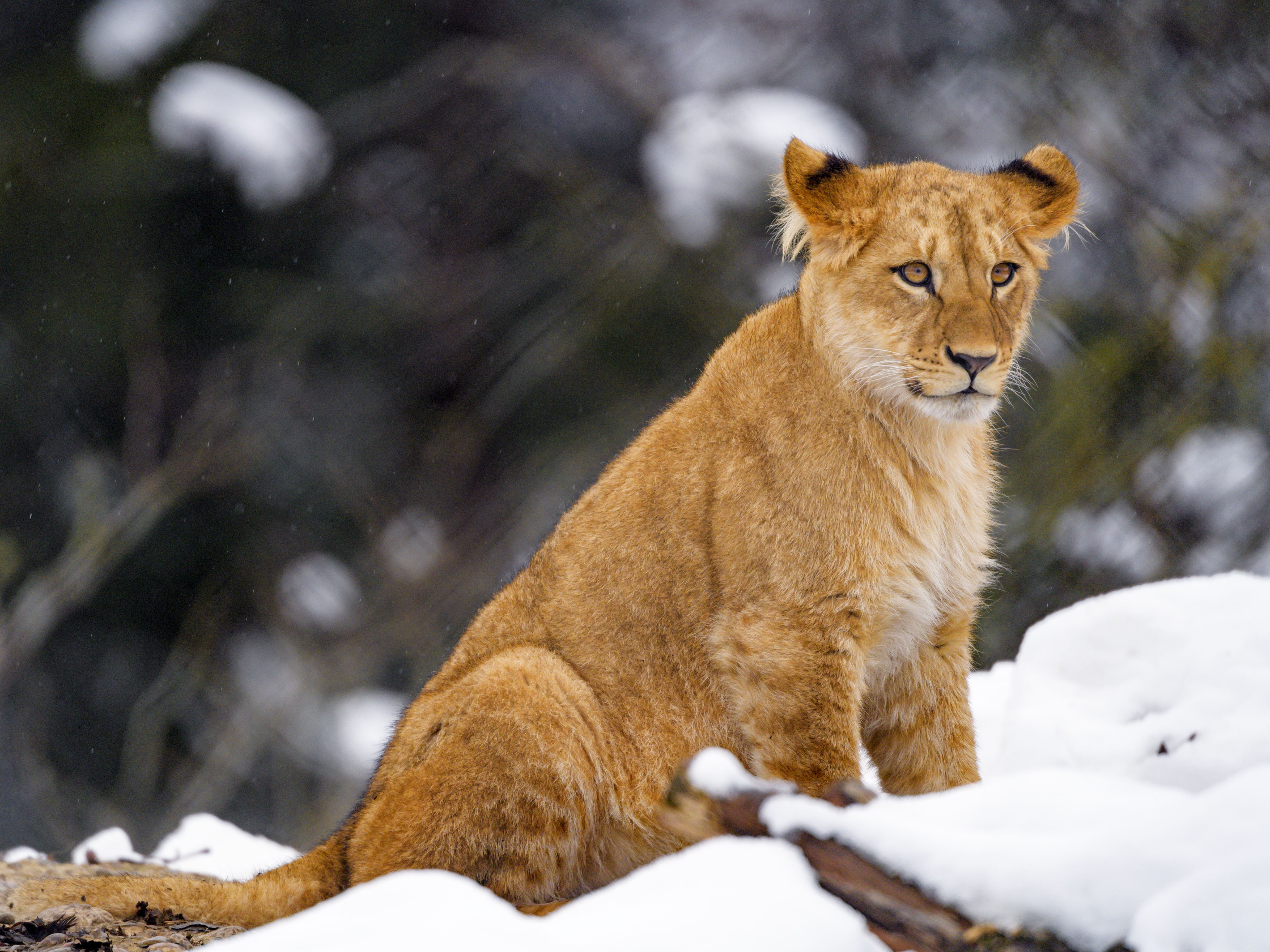wildlife, animals, snow, lion, big cat, animal, lion cub