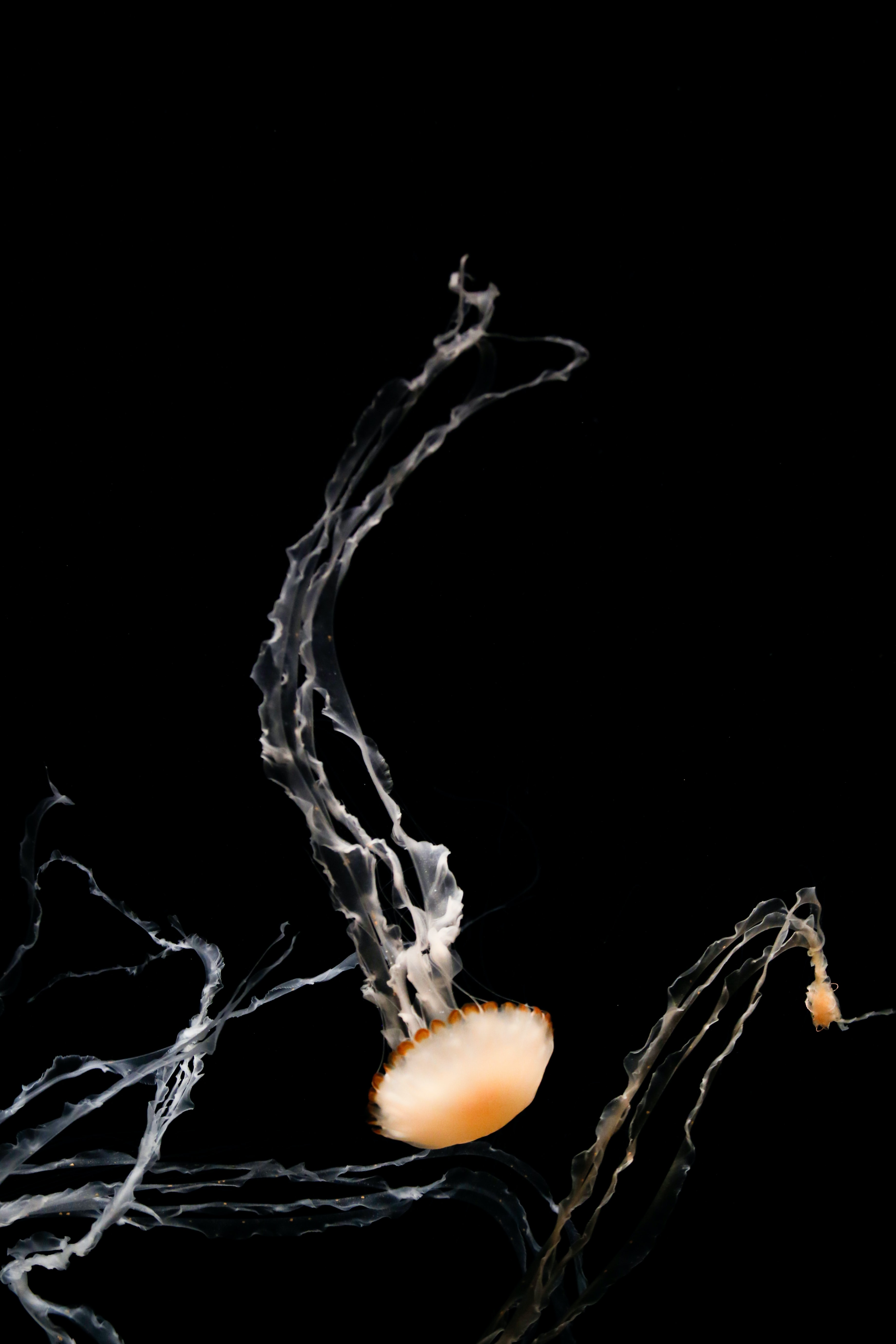 149710 Bild herunterladen tiere, jellyfish, braun, tentakel, kreaturen, unter dem wasser, unterwasser, tentakeln - Hintergrundbilder und Bildschirmschoner kostenlos