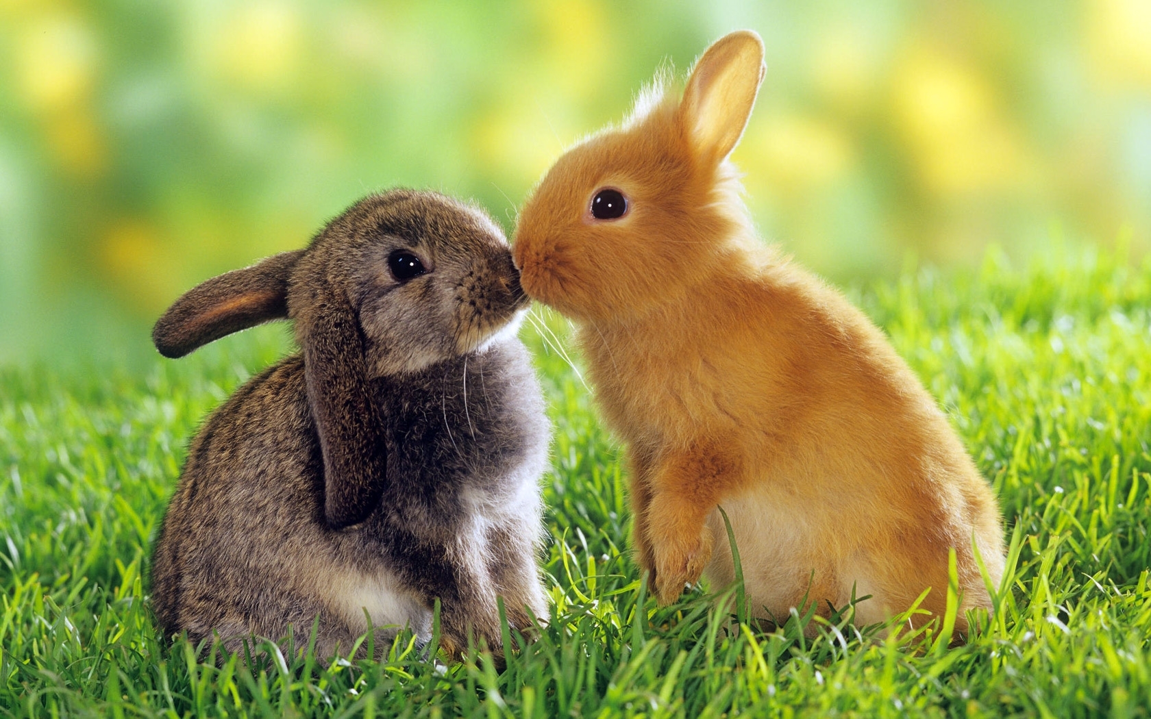 45597 Hintergrundbild herunterladen kaninchen, tiere - Bildschirmschoner und Bilder kostenlos