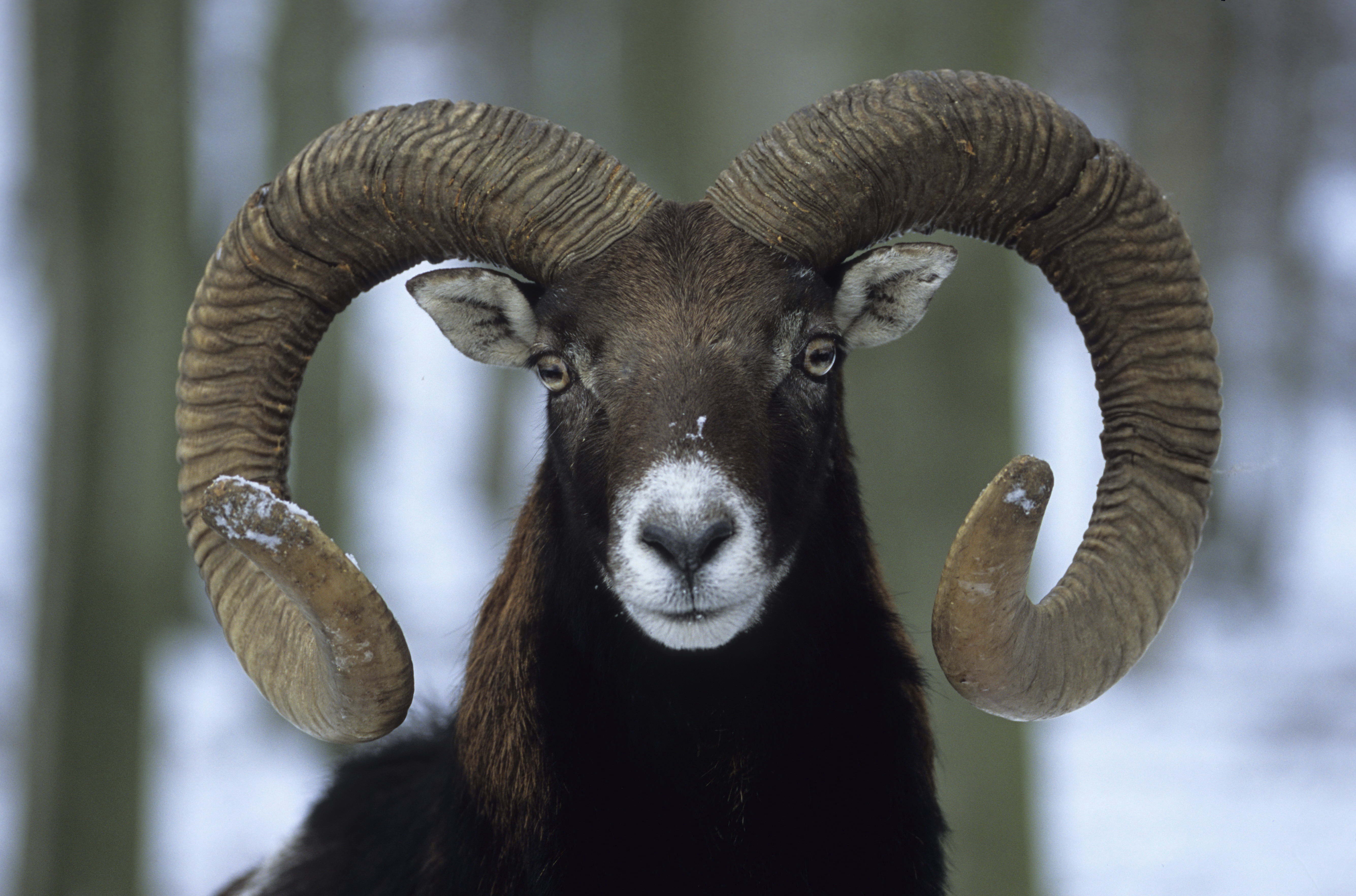 Laden Sie das Ram, Hörner, Tiere, Winter-Bild kostenlos auf Ihren PC-Desktop herunter