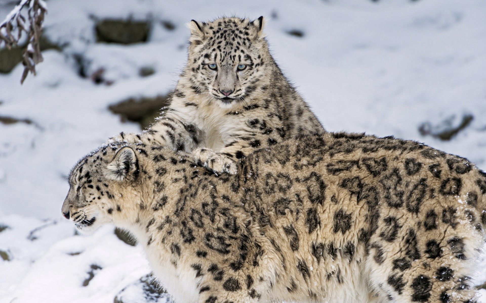111781 télécharger l'image animaux, chats, neige, coupler, paire, léopards des neiges - fonds d'écran et économiseurs d'écran gratuits