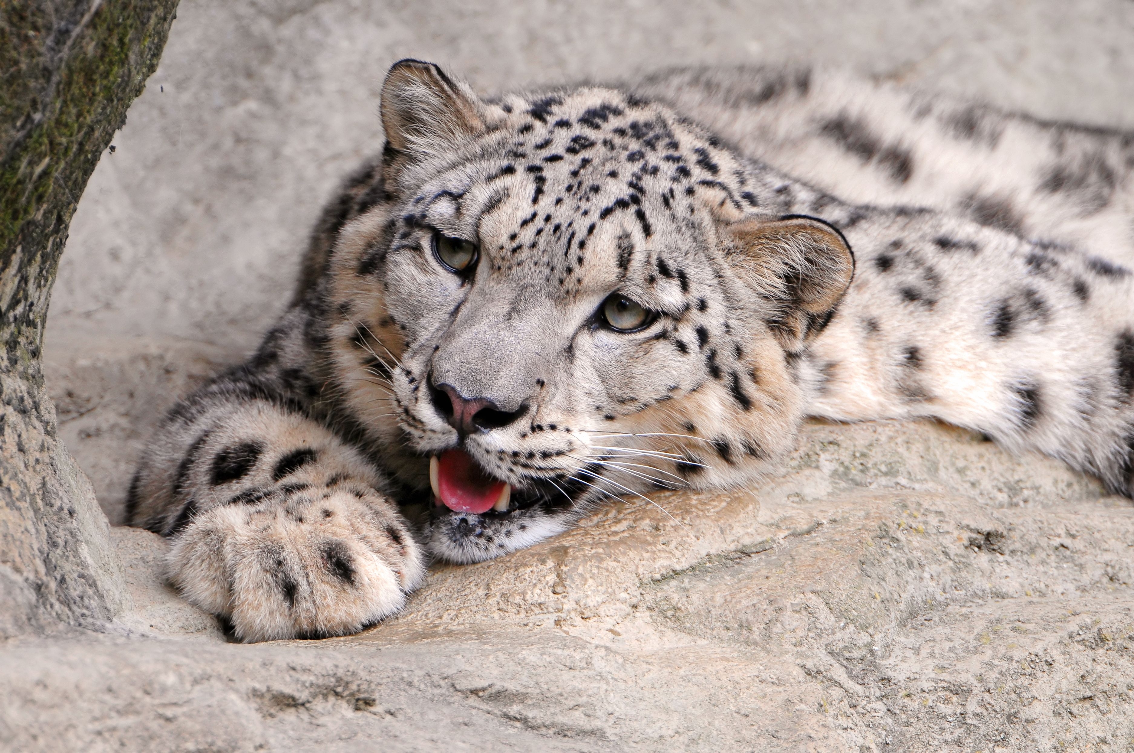 96458 baixar papel de parede sorriso, animais, snow leopard, deitar se, mentir, predator, predador - protetores de tela e imagens gratuitamente