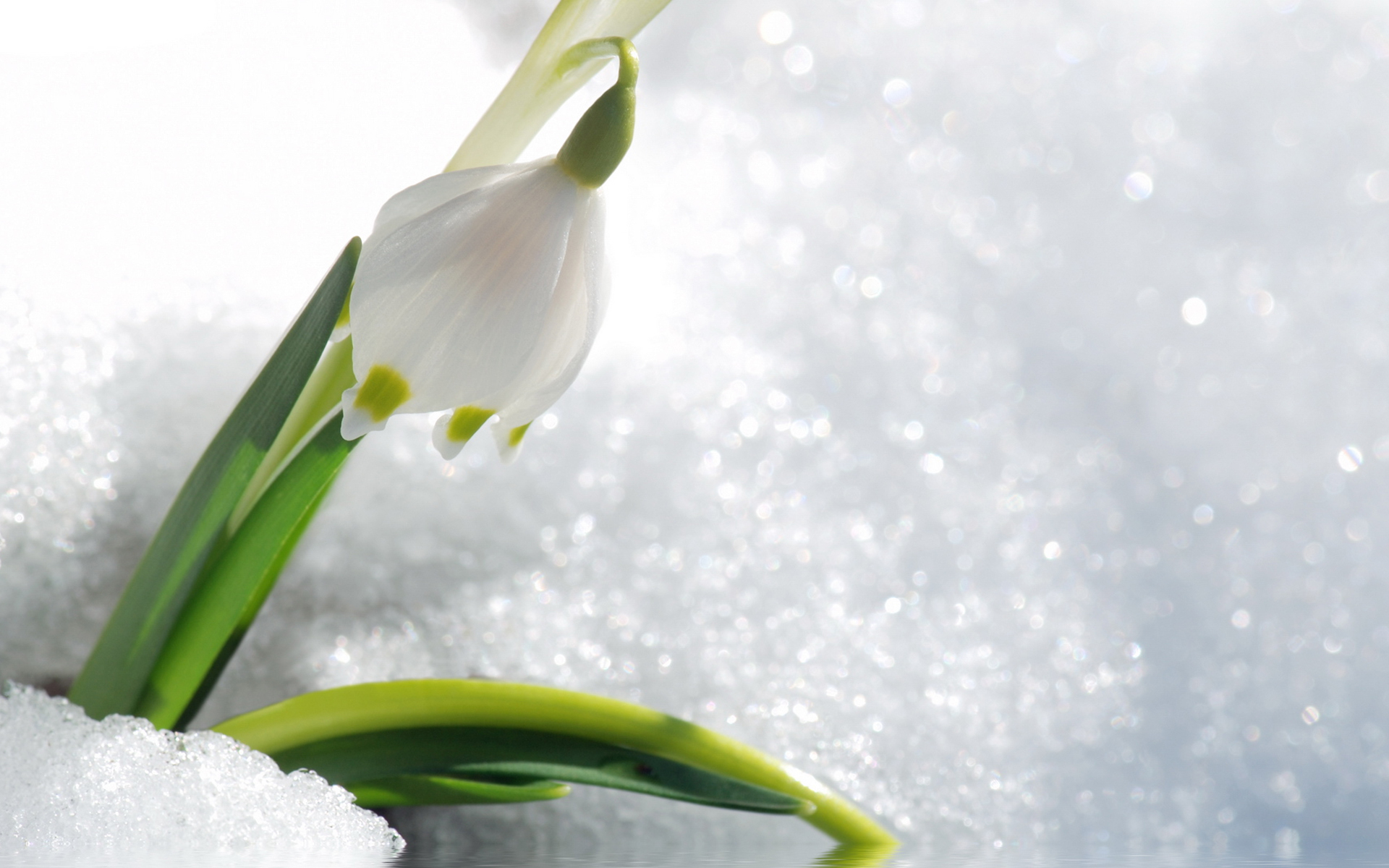Laden Sie das Blumen, Schneeglöckchen, Pflanzen-Bild kostenlos auf Ihren PC-Desktop herunter