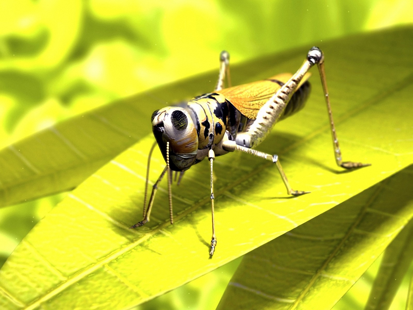 animal, grasshopper 4K Ultra