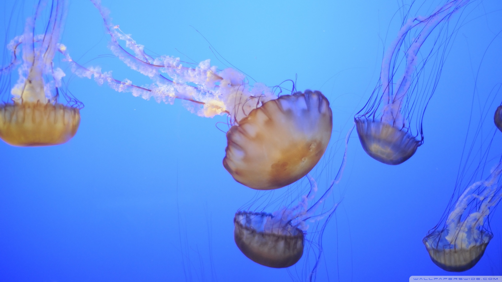 Медуза в воде
