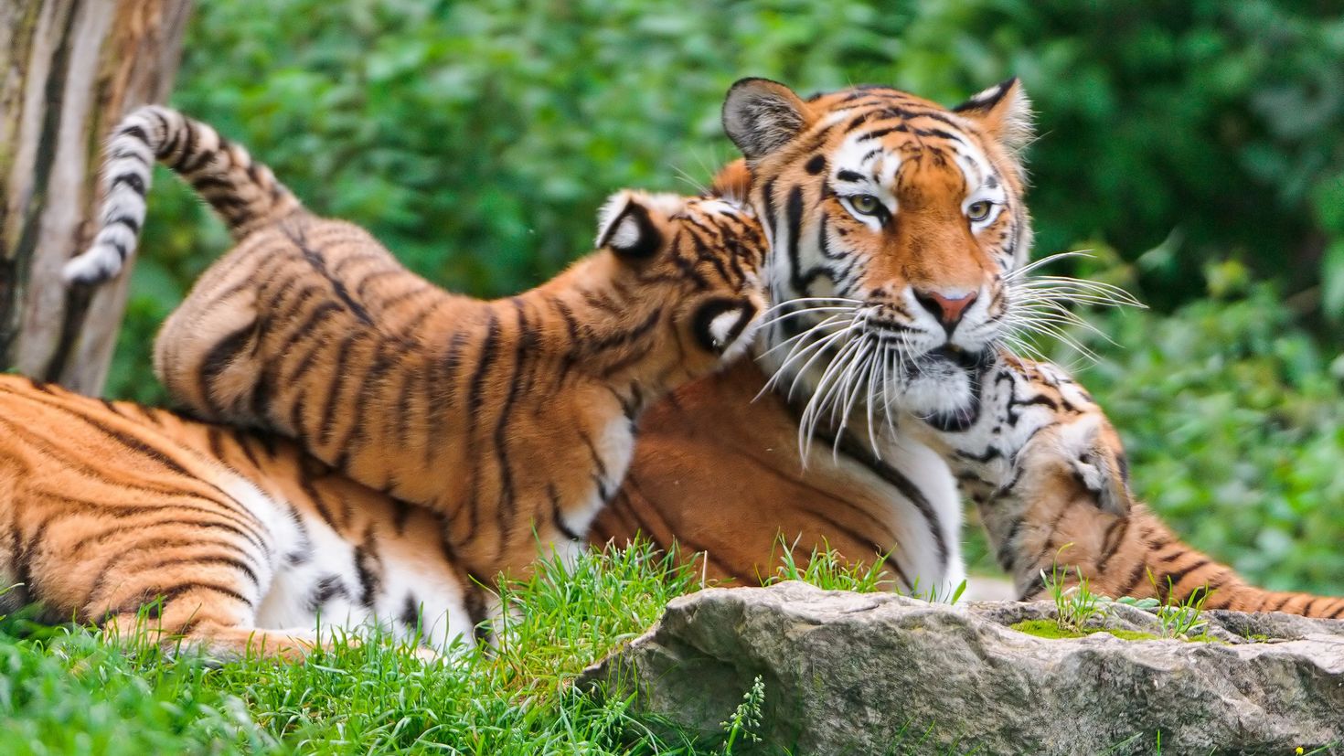 Заставки красивые тигры. Тигр. Обои животные. Тигр в природе. Тигрица.