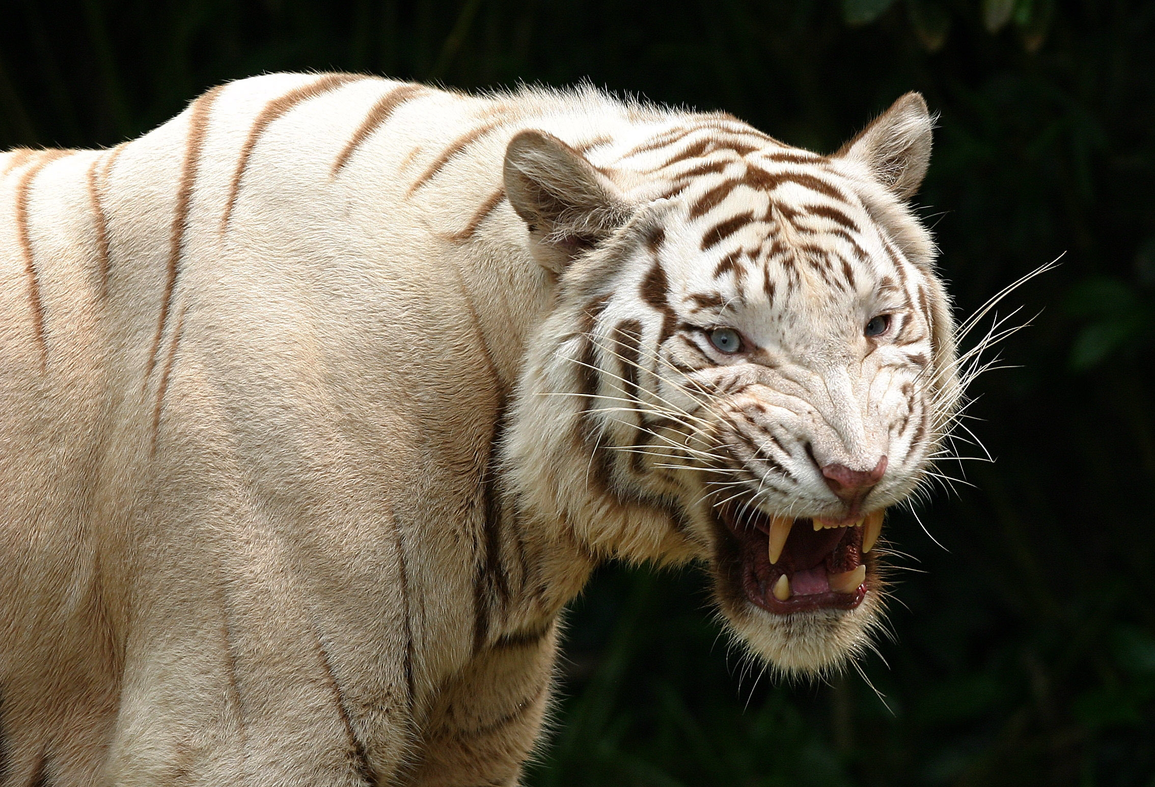 Download mobile wallpaper Albino, Animals, Aggression, Grin, Predator, Tiger for free.
