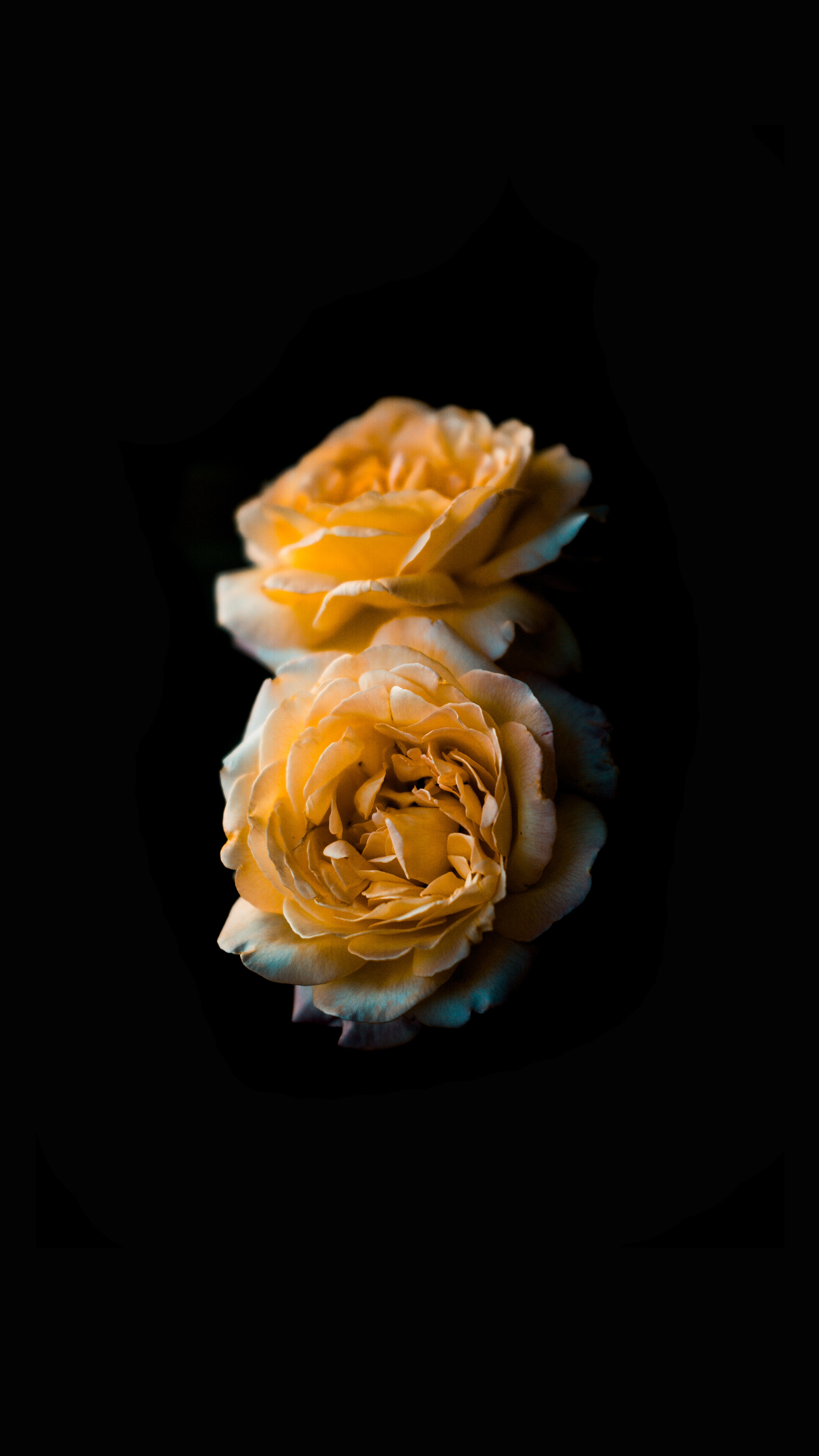 Download mobile wallpaper Bud, Rose, Rose Flower, Flowers, Flower, Dark Background for free.