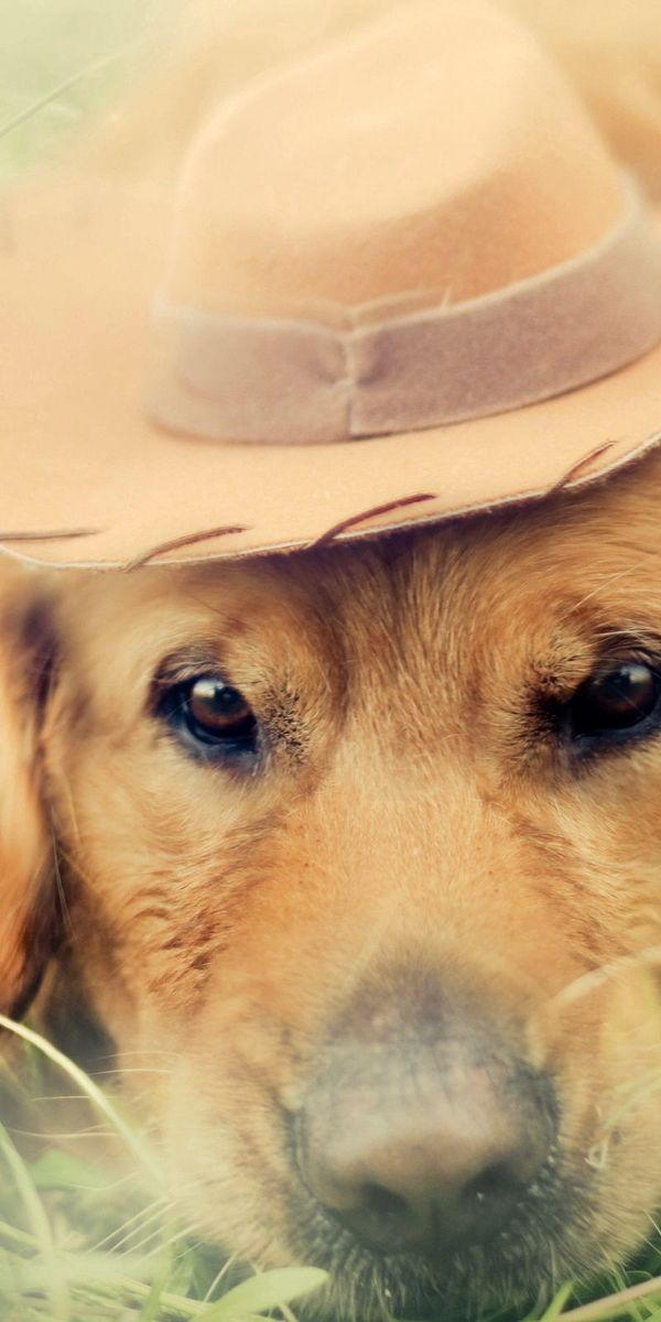 Животные шляпа. Щенок в шляпе. Пес в шляпе. Золотистый ретривер в шляпе. Собаки обои на телефон вертикальные.