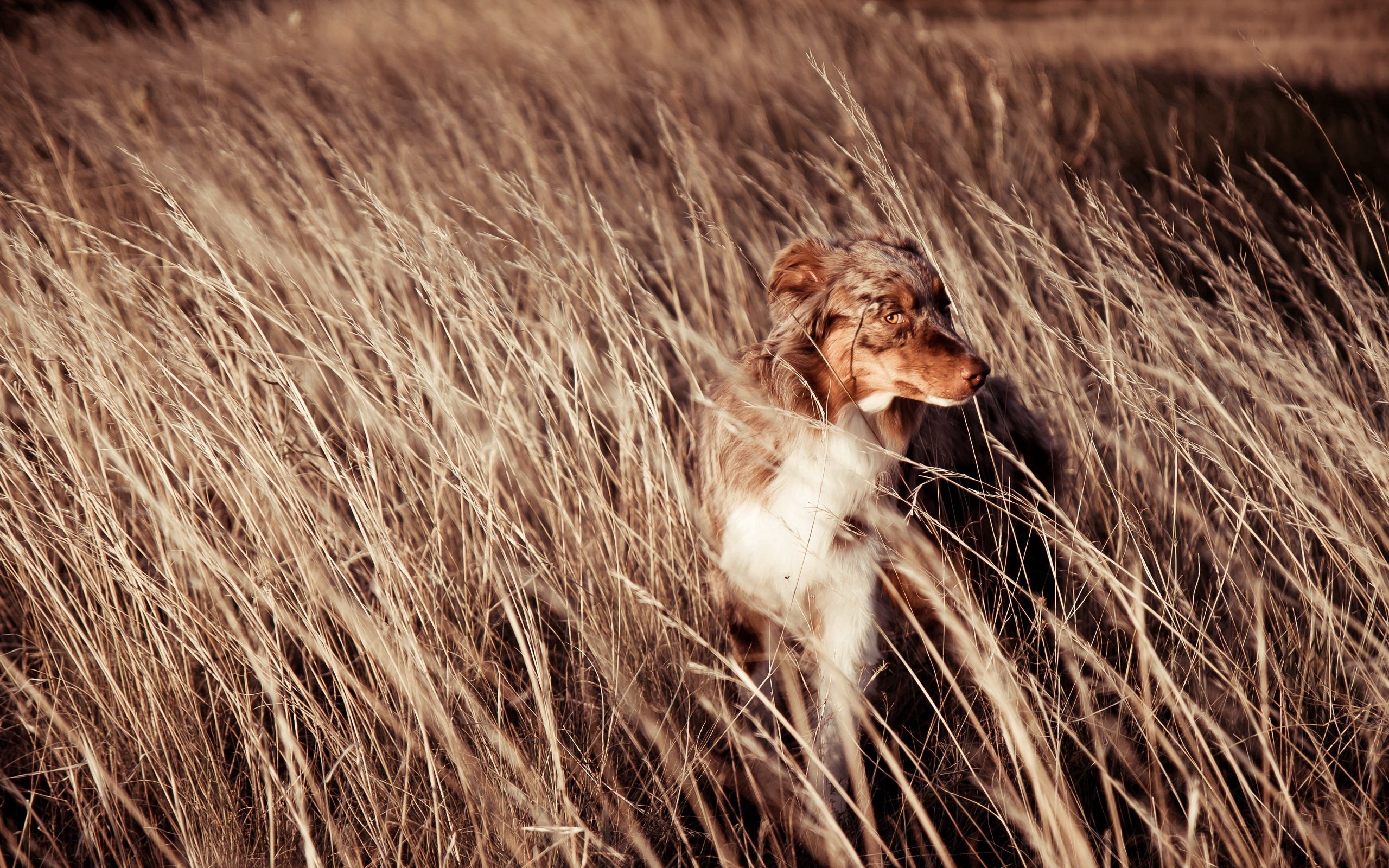 Download mobile wallpaper Field, Dog, Friend, Wind, Animals for free.