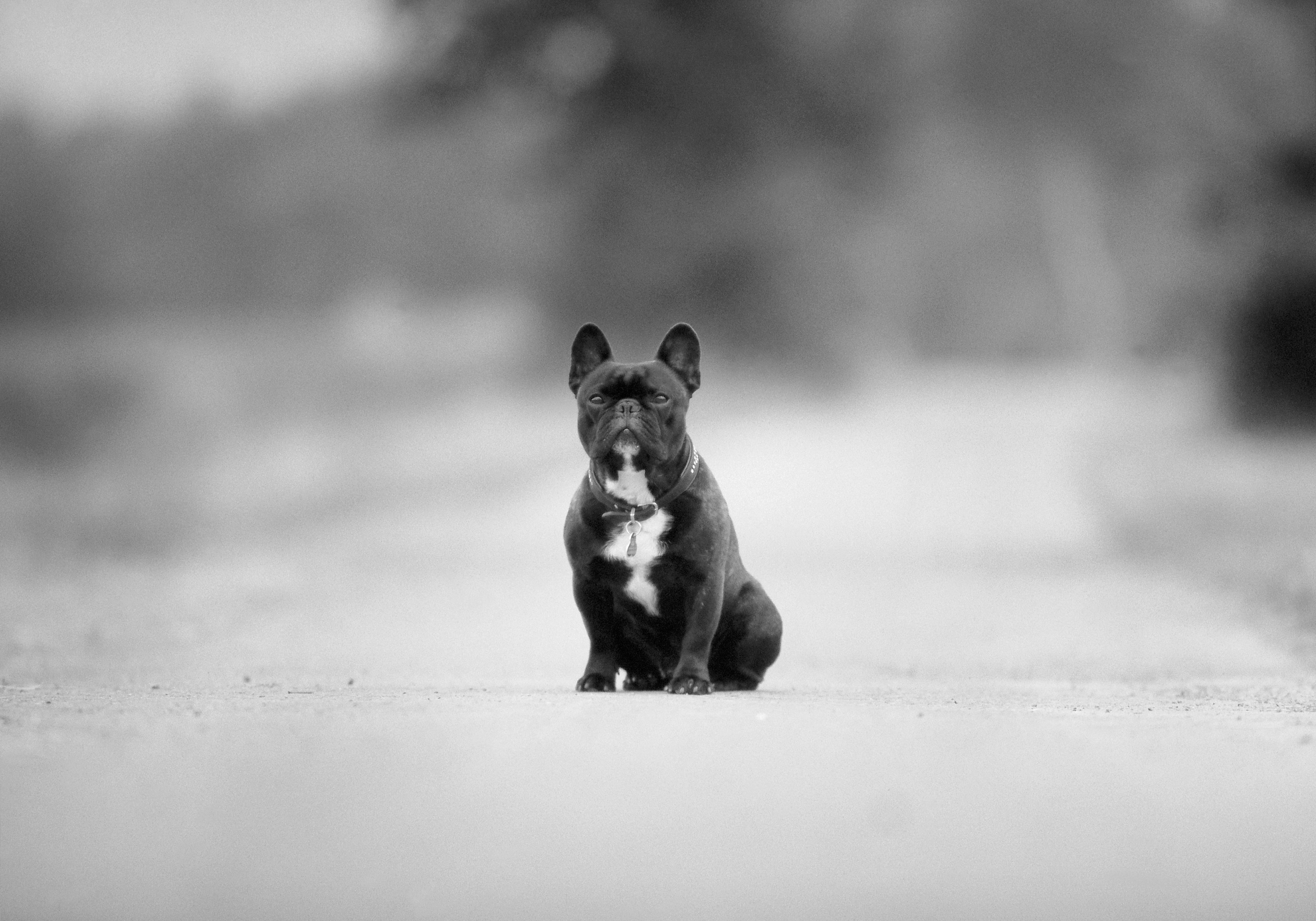 145926 descargar imagen animales, camino, perro, asfalto, raza, en blanco y negro, blanco y negro: fondos de pantalla y protectores de pantalla gratis