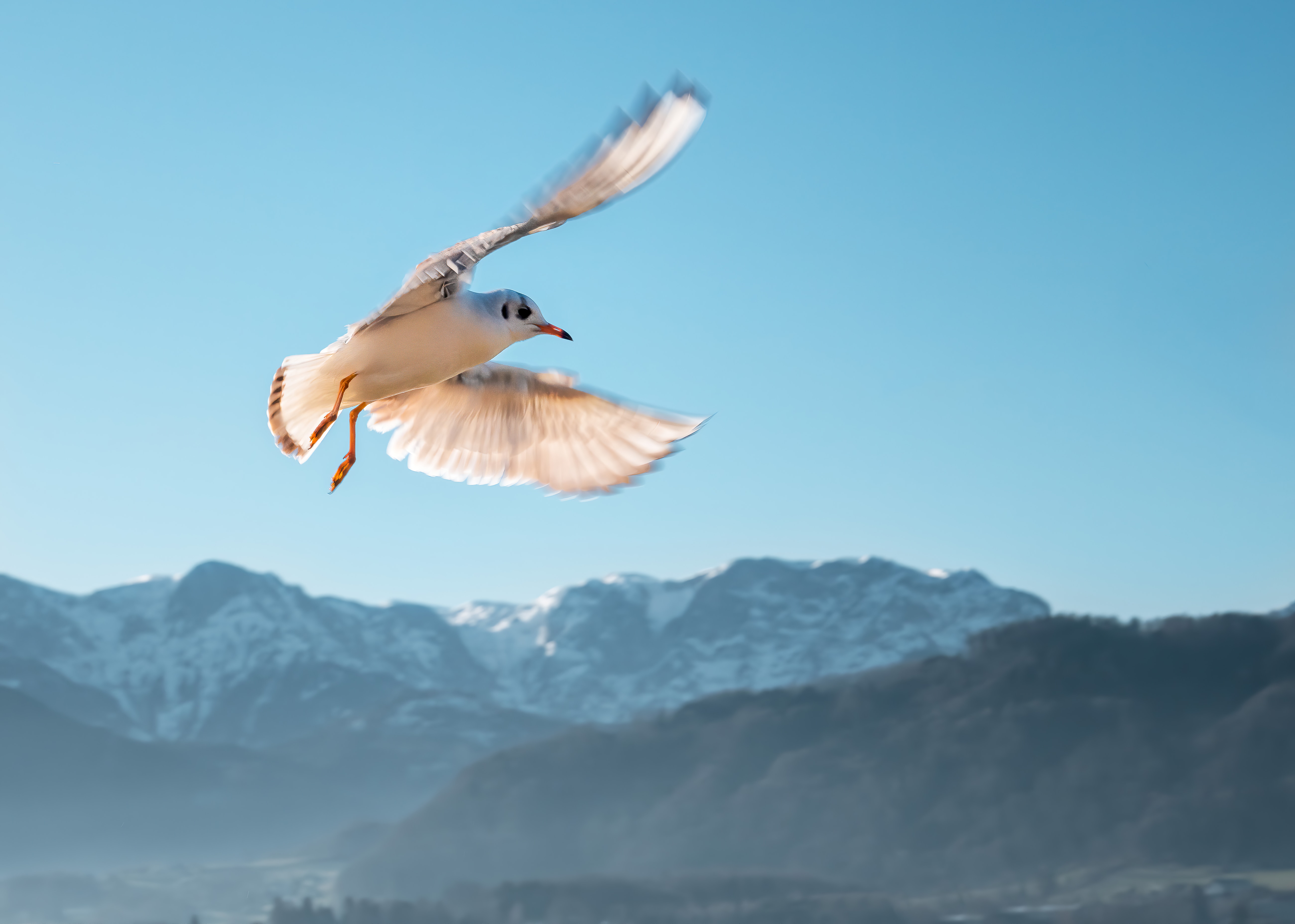 Free download wallpaper Animals, Sky, Mountains, Bird, Flight, Gull, Seagull on your PC desktop