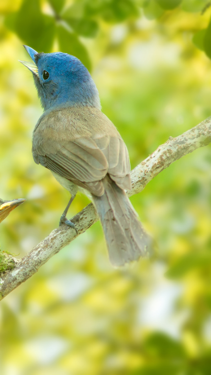 High Definition Blue Tanager background