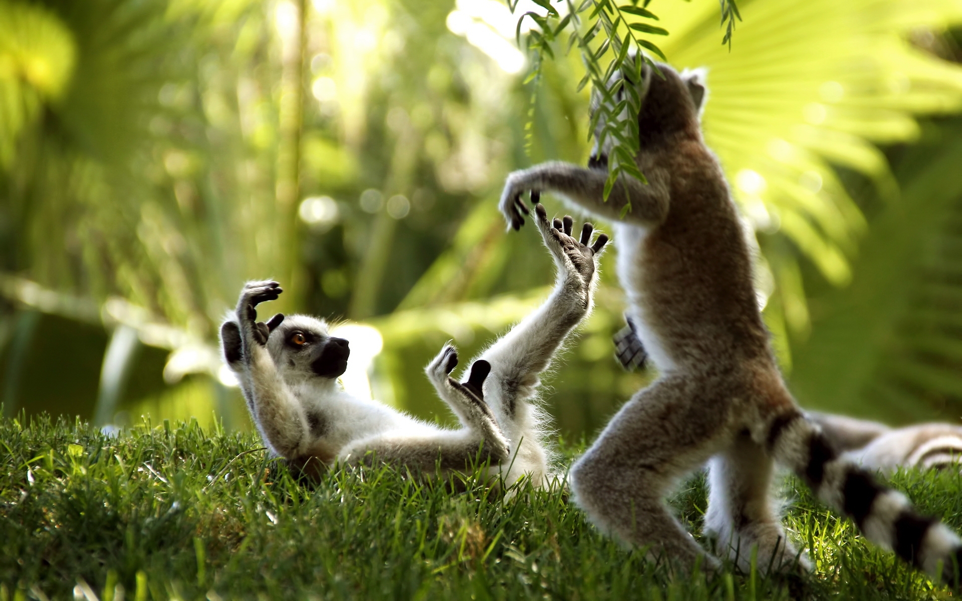 36849 Hintergrundbild herunterladen tiere, lemuren - Bildschirmschoner und Bilder kostenlos