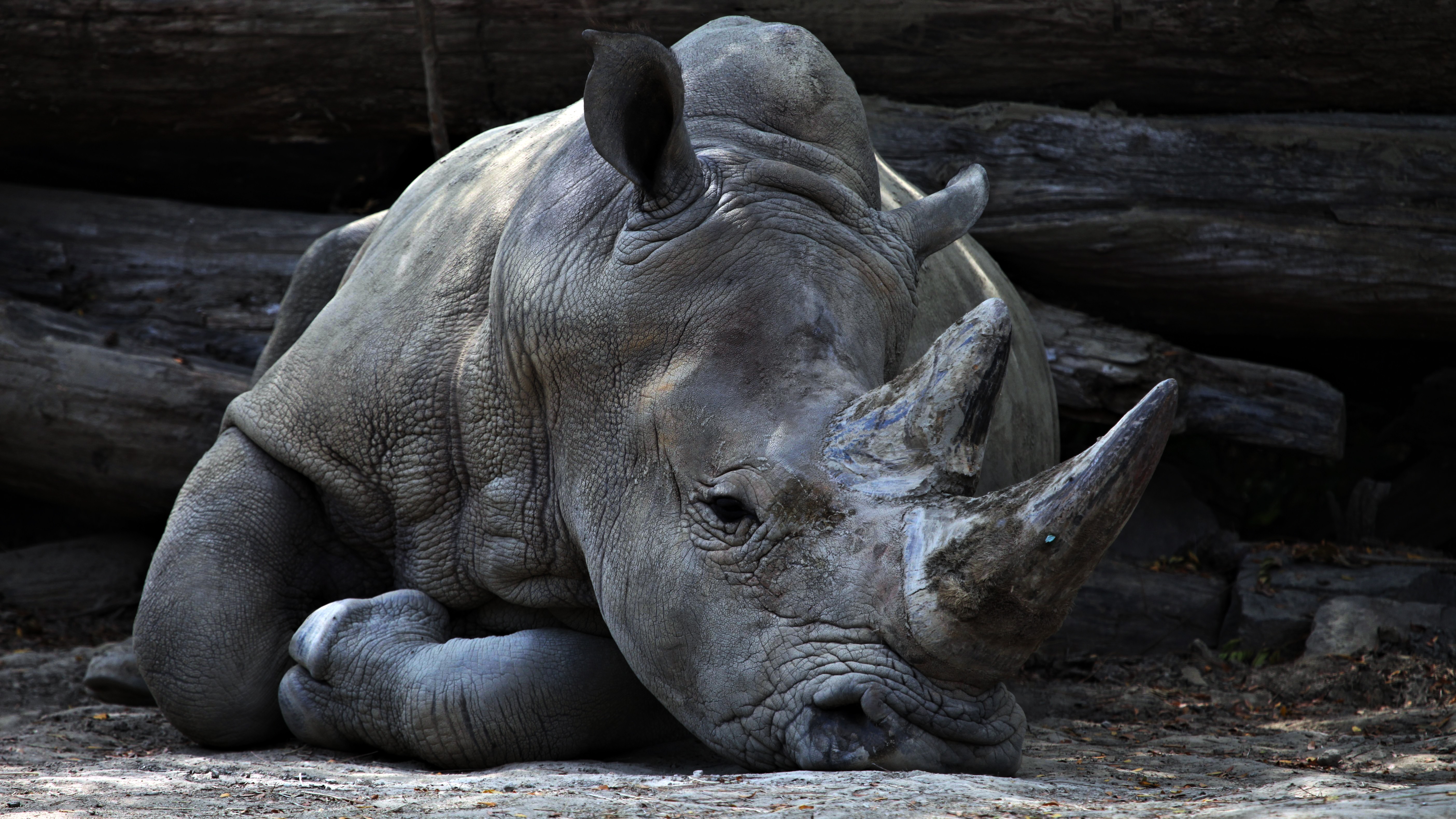 animals, lies, rhinoceros, horn phone wallpaper