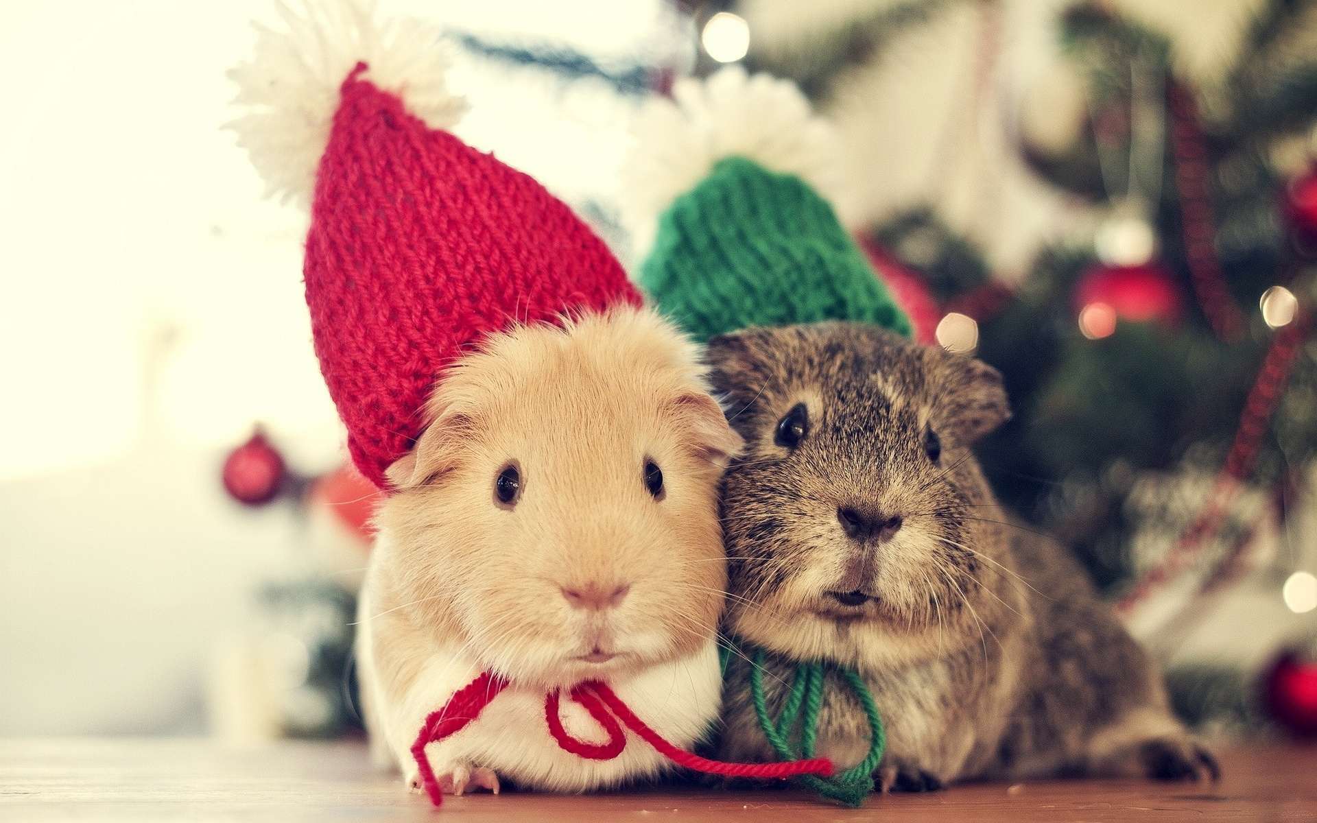 guinea pig, animal, christmas, hat download HD wallpaper