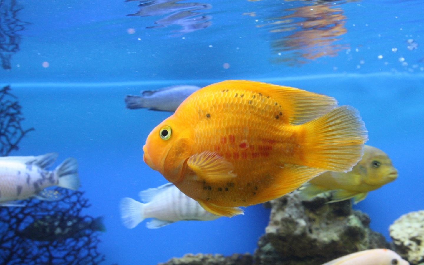 35501 descargar imagen acuarios, animales, peces, azul: fondos de pantalla y protectores de pantalla gratis