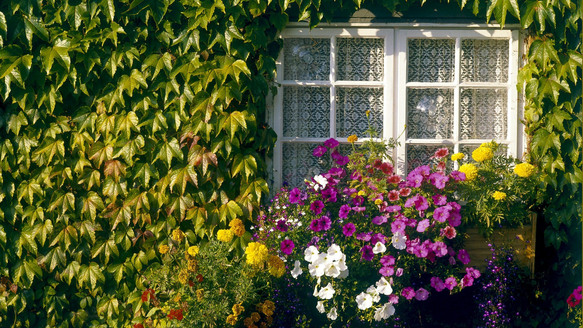 750977壁紙のダウンロード窓, マンメイド, 花, 緑, アイビー, 葉-スクリーンセーバーと写真を無料で
