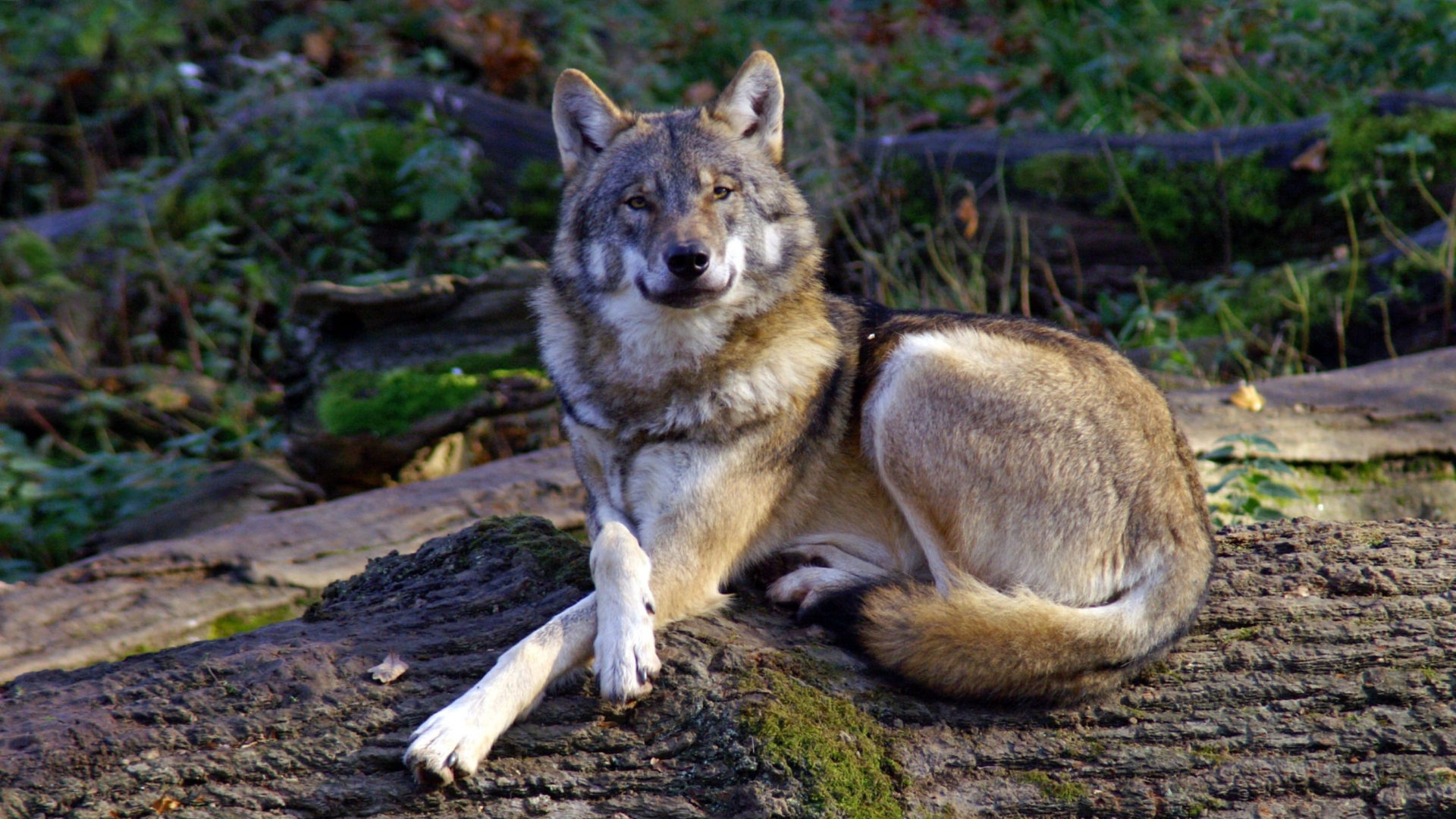 310005 Hintergrundbild herunterladen wolves, wolf, tiere - Bildschirmschoner und Bilder kostenlos