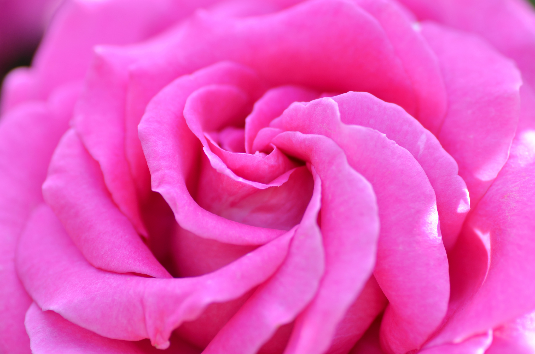 Full HD petals, macro, rose flower, rose, bud