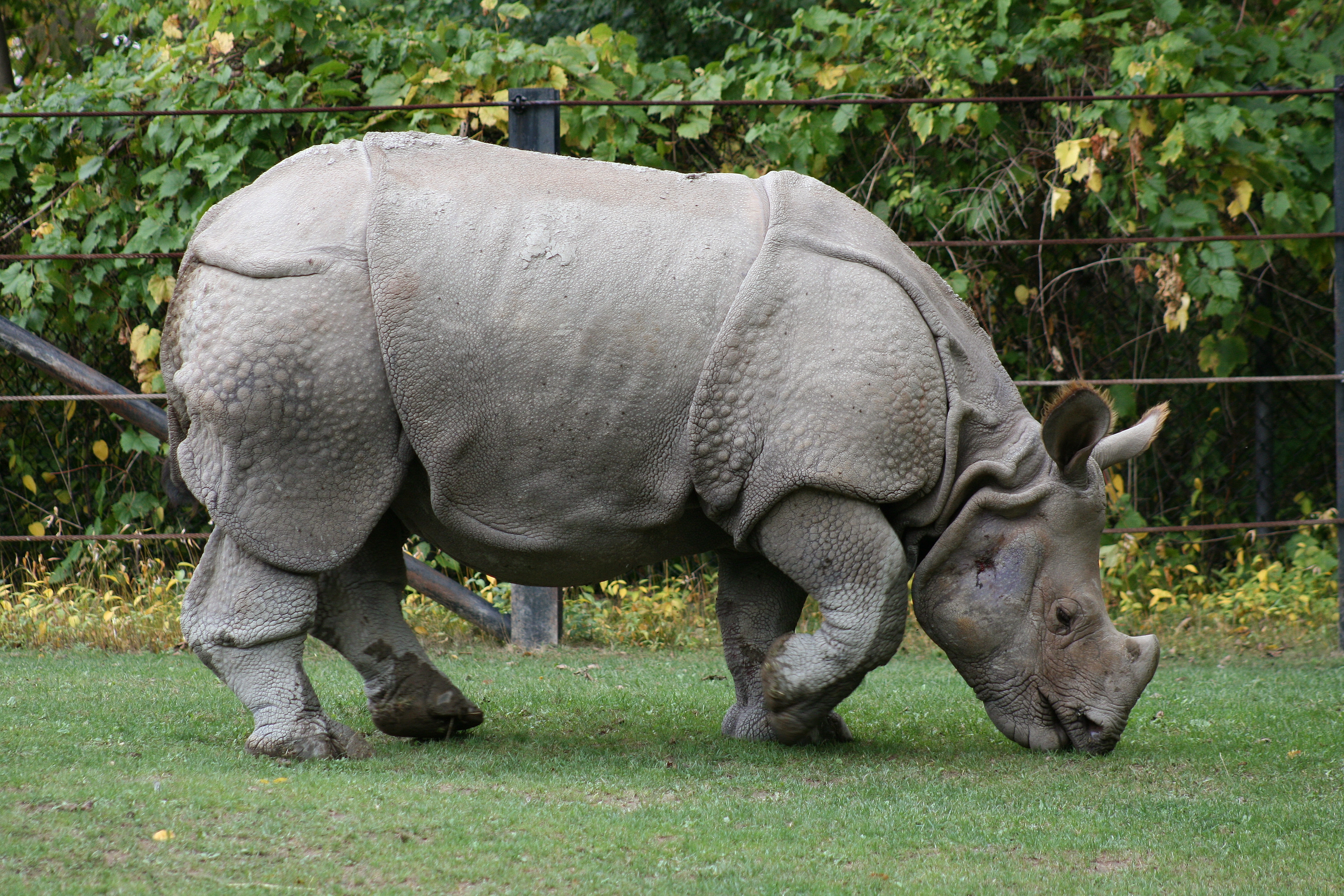317730 скачать обои животные, носорог - заставки и картинки бесплатно