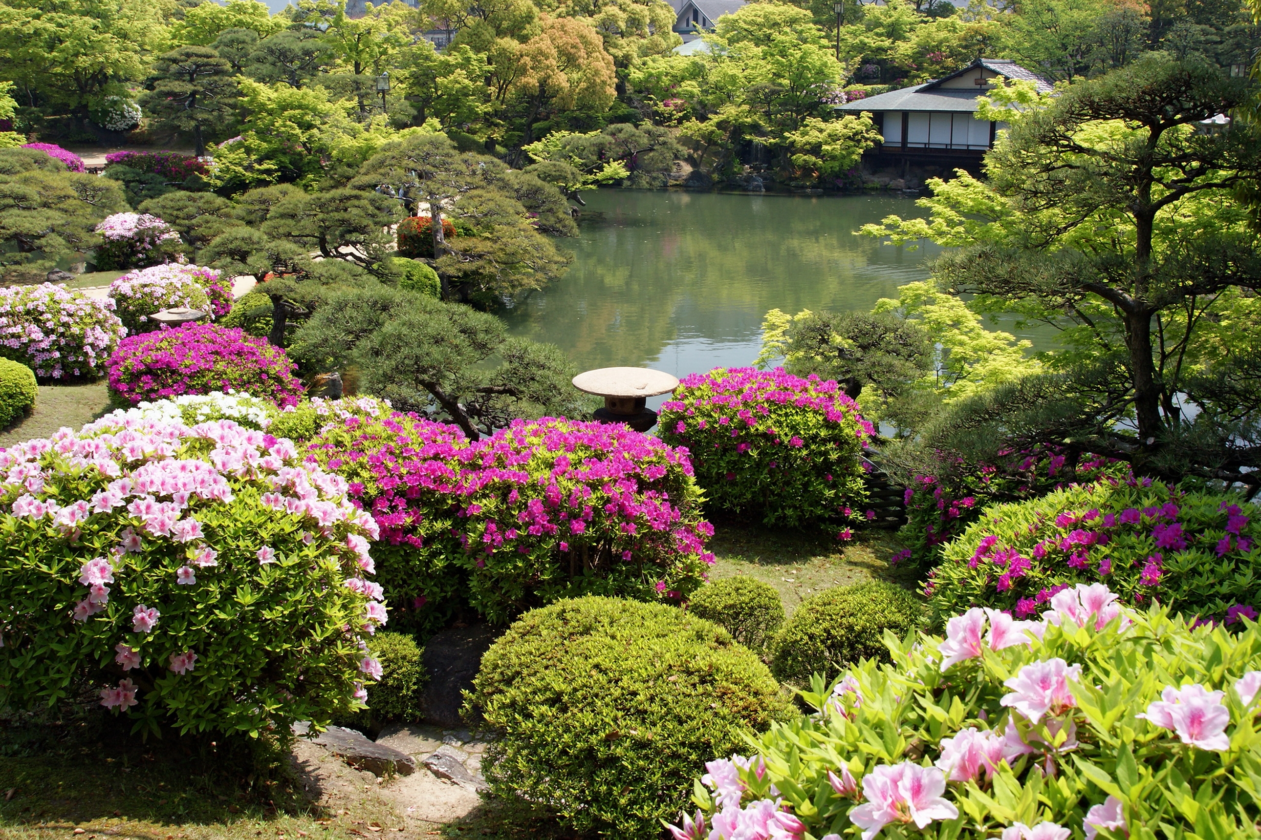 Сад пионов Япония Киото