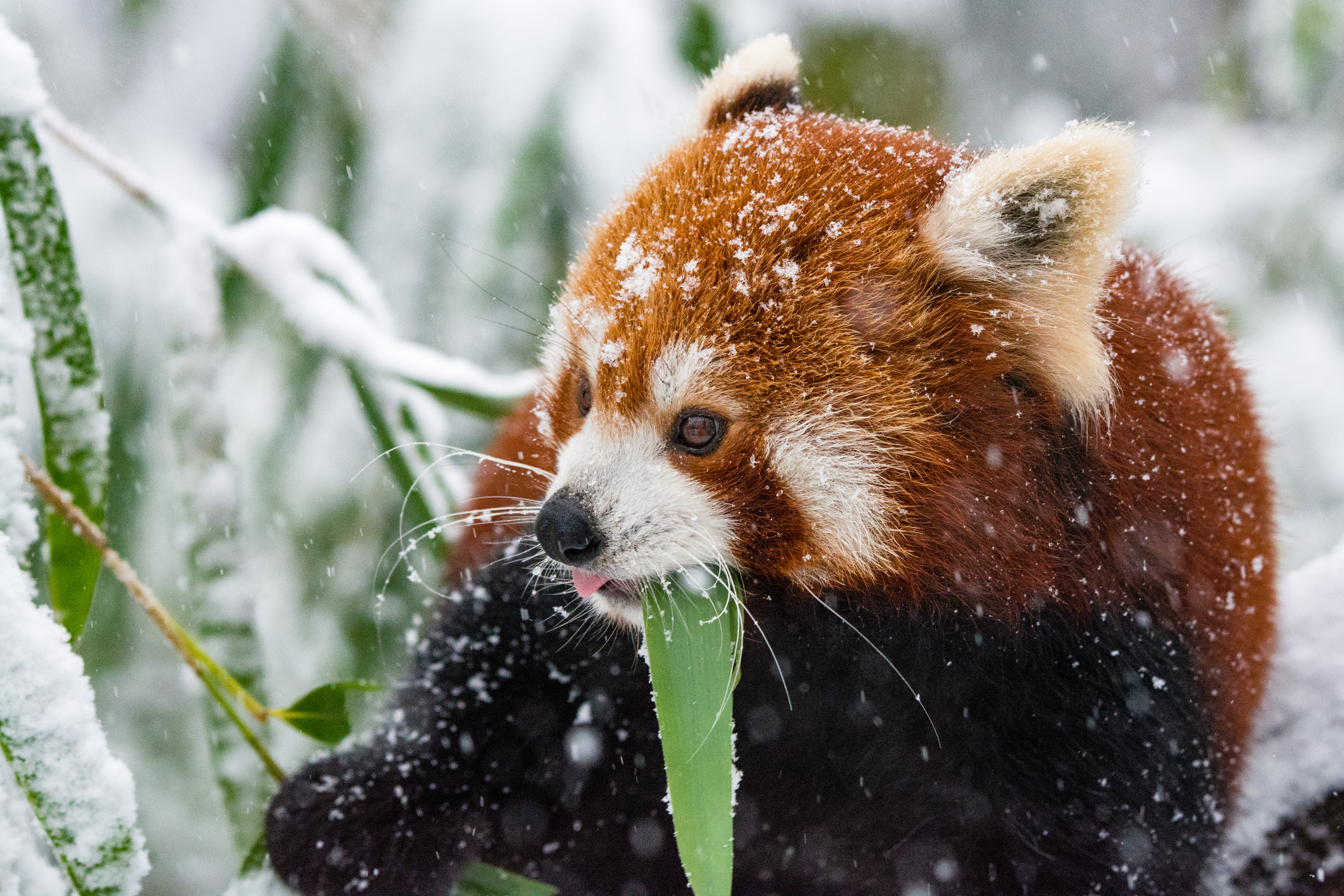 Скачати мобільні шпалери Сніг, Прогулянка, Прогулятися, Червона Панда, Панда, Тварини безкоштовно.