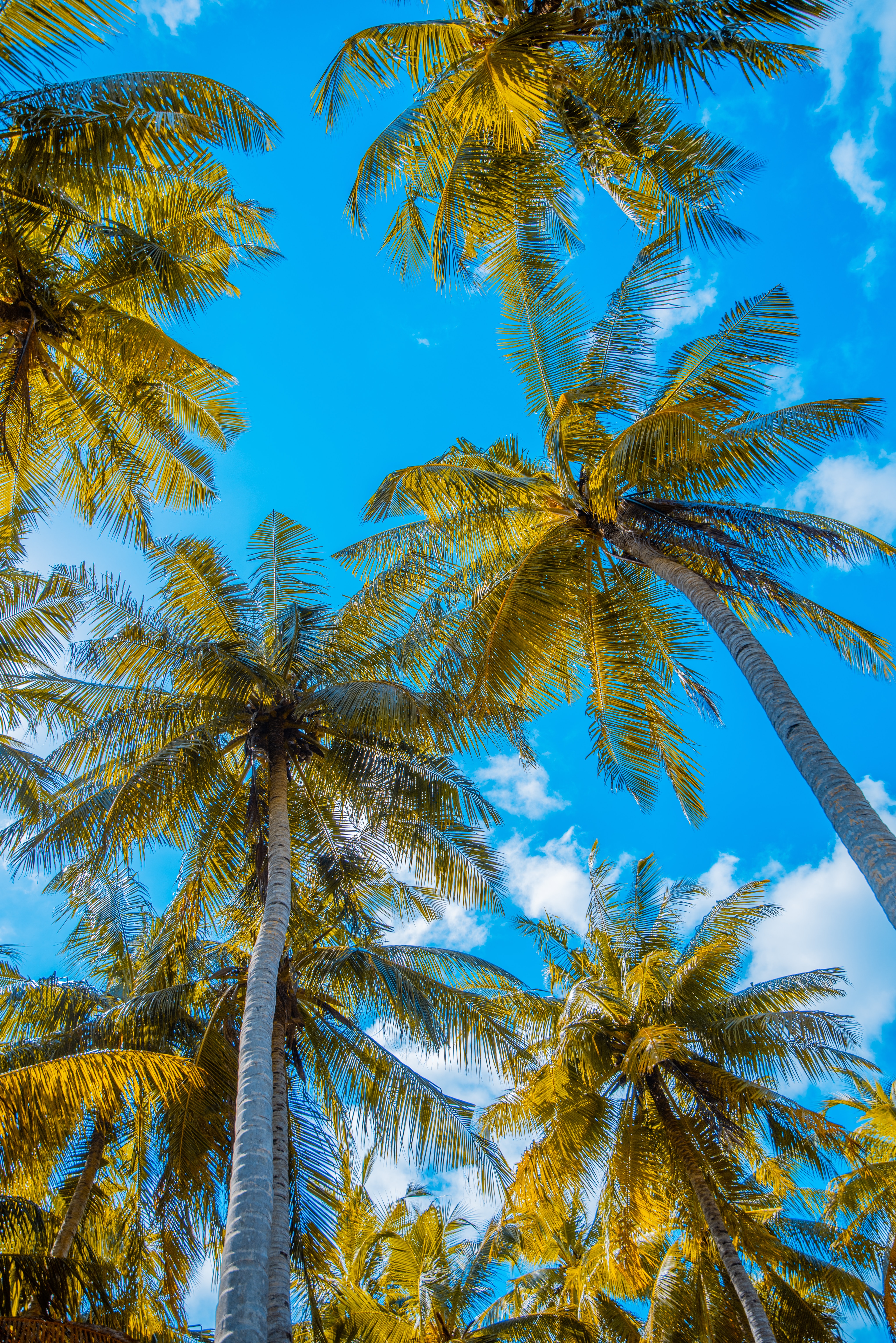 Descarga gratis la imagen Naturaleza, Cielo, Nubes, Verano, Palms, Trópico, Zona Tropical en el escritorio de tu PC