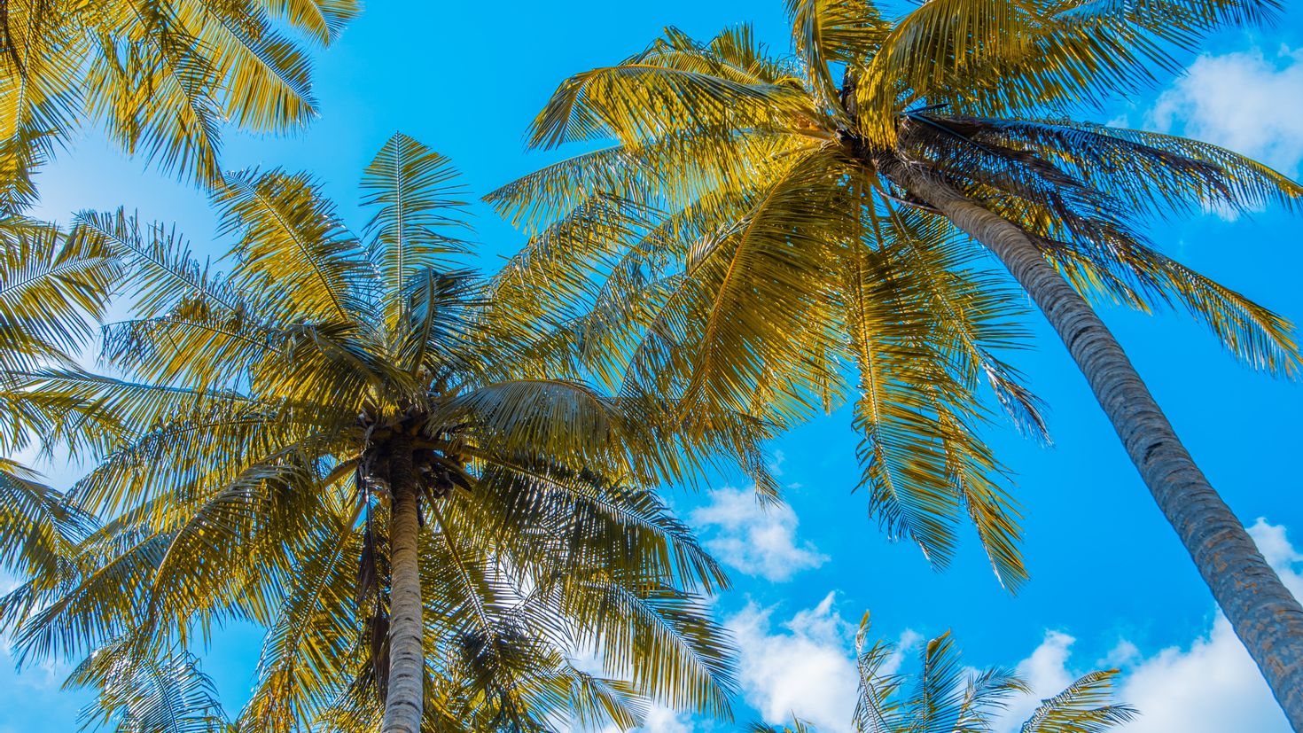 Пальмы тропики