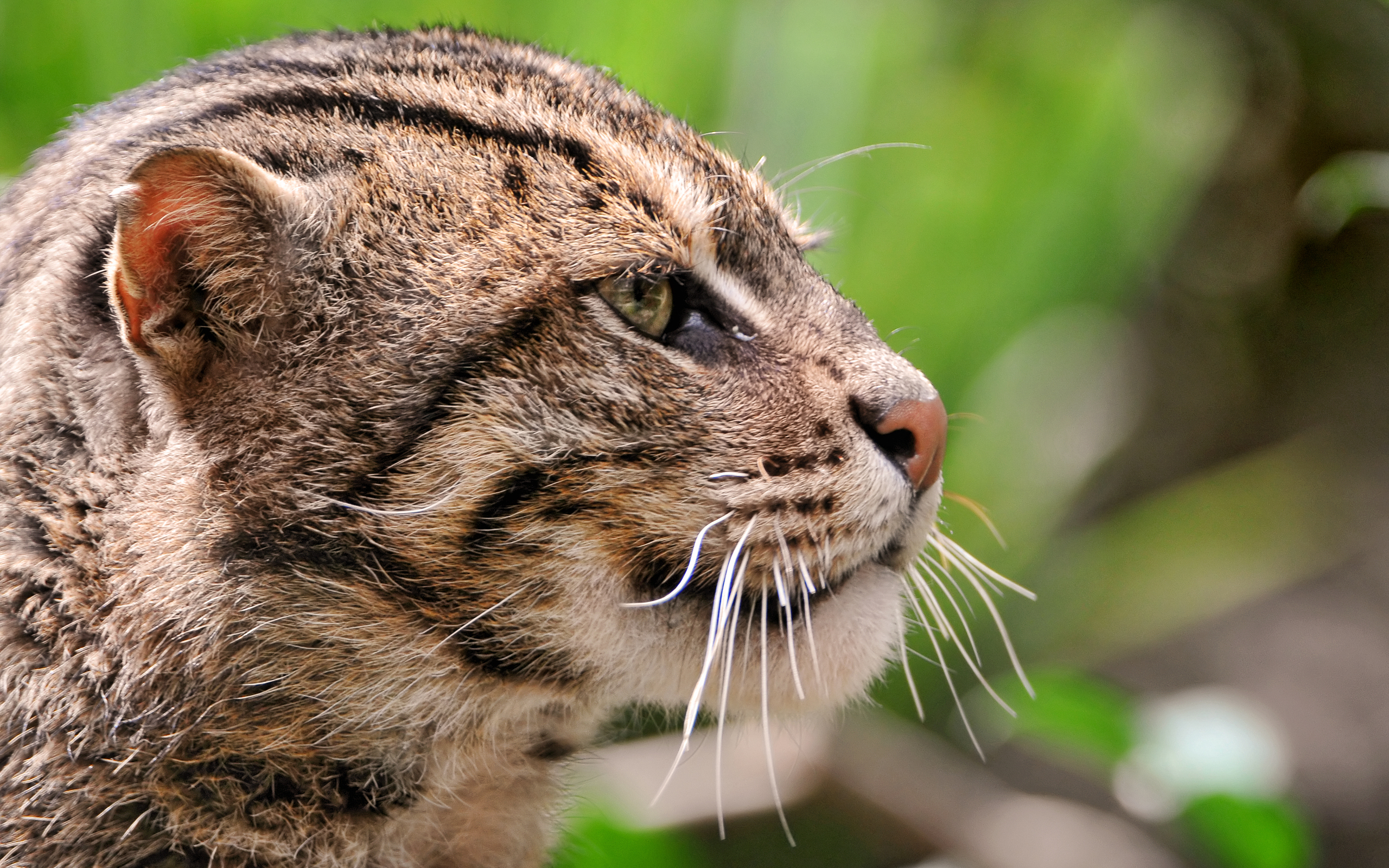 Best Fishing Cat Background for mobile