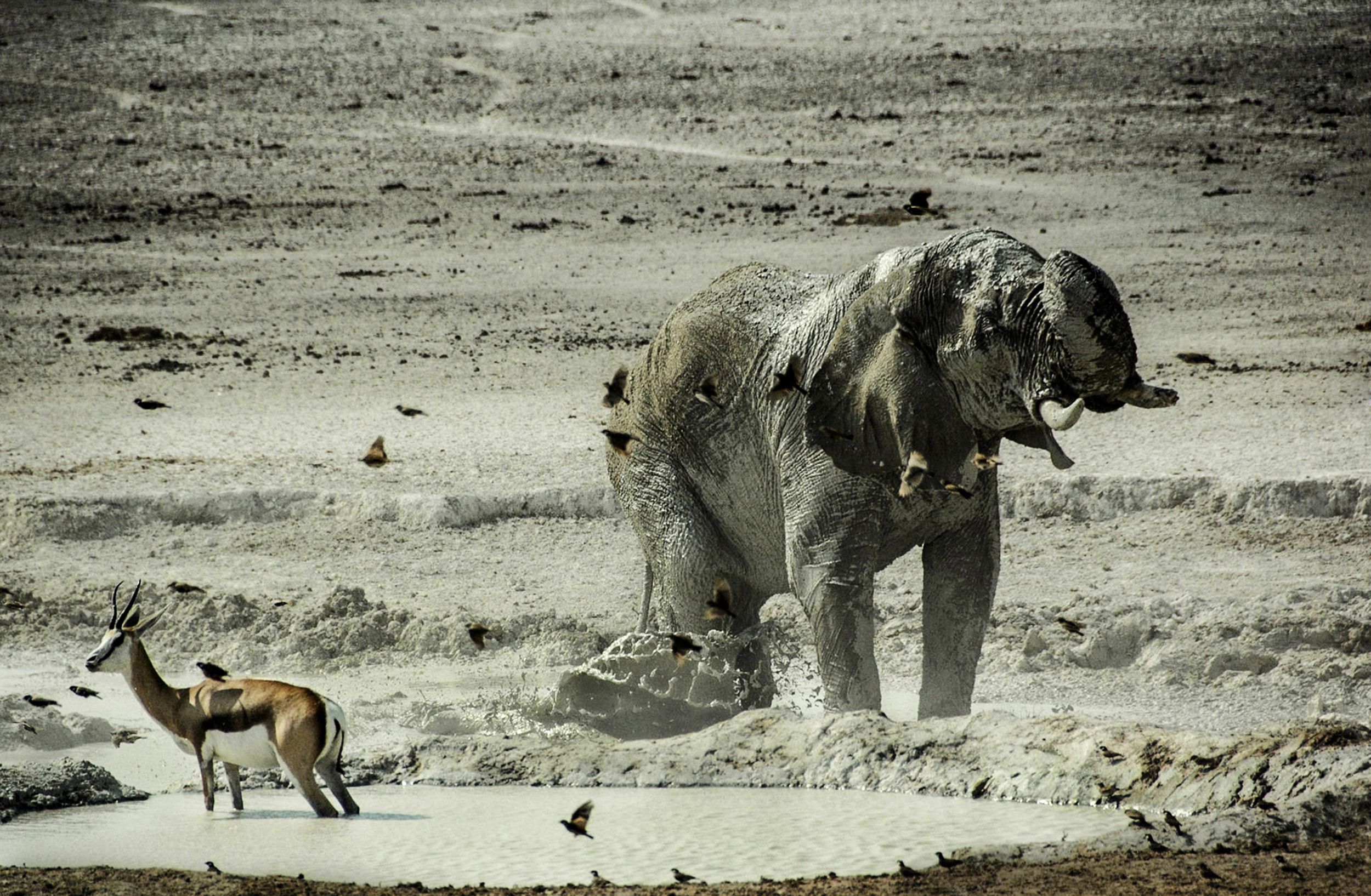 HD wallpaper animal, african bush elephant, mud, water, elephants