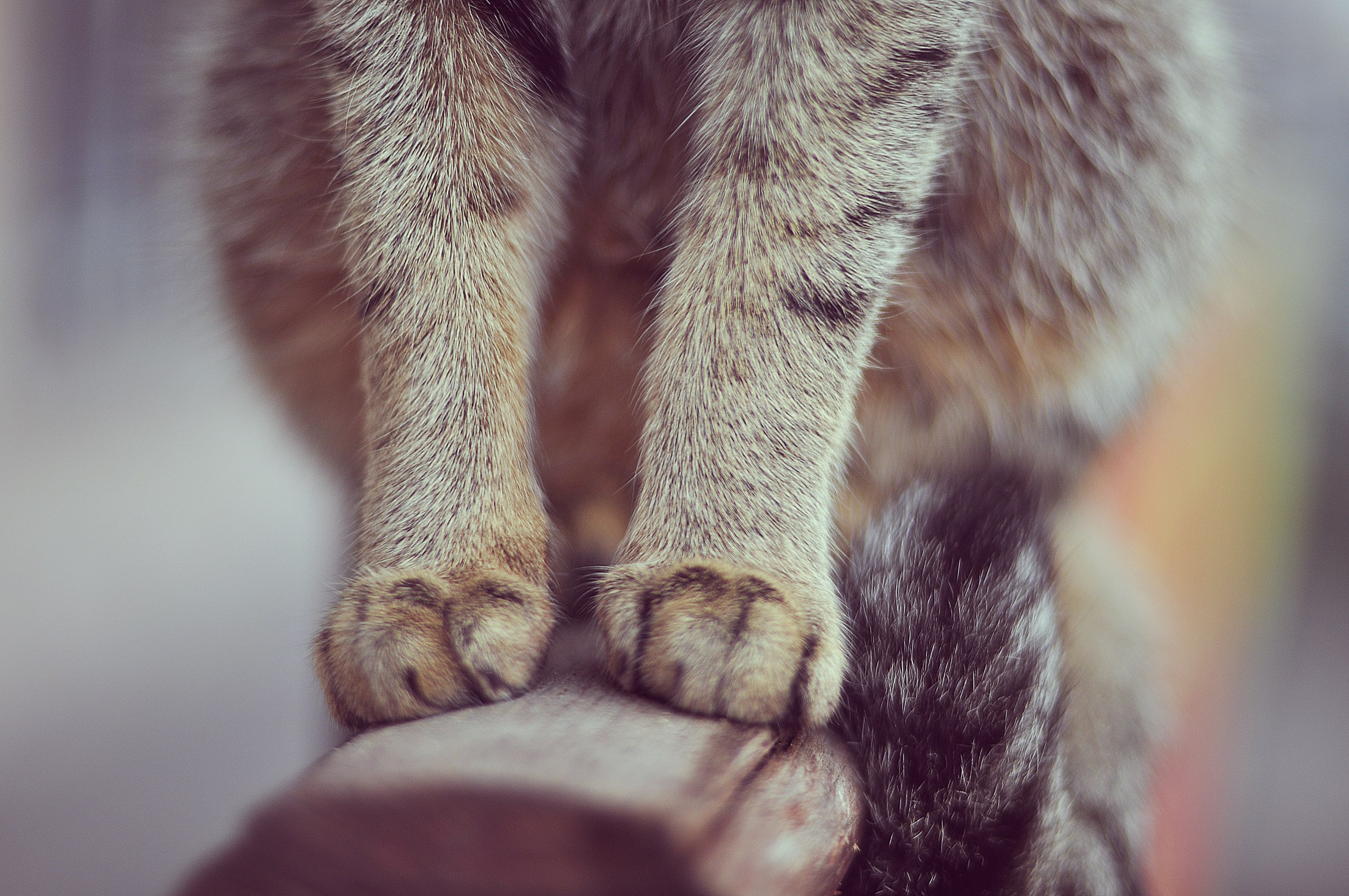 Кот на все лапки сегодня. Лапки. Лапы животных. Лапки котейки. Красивые лапки.