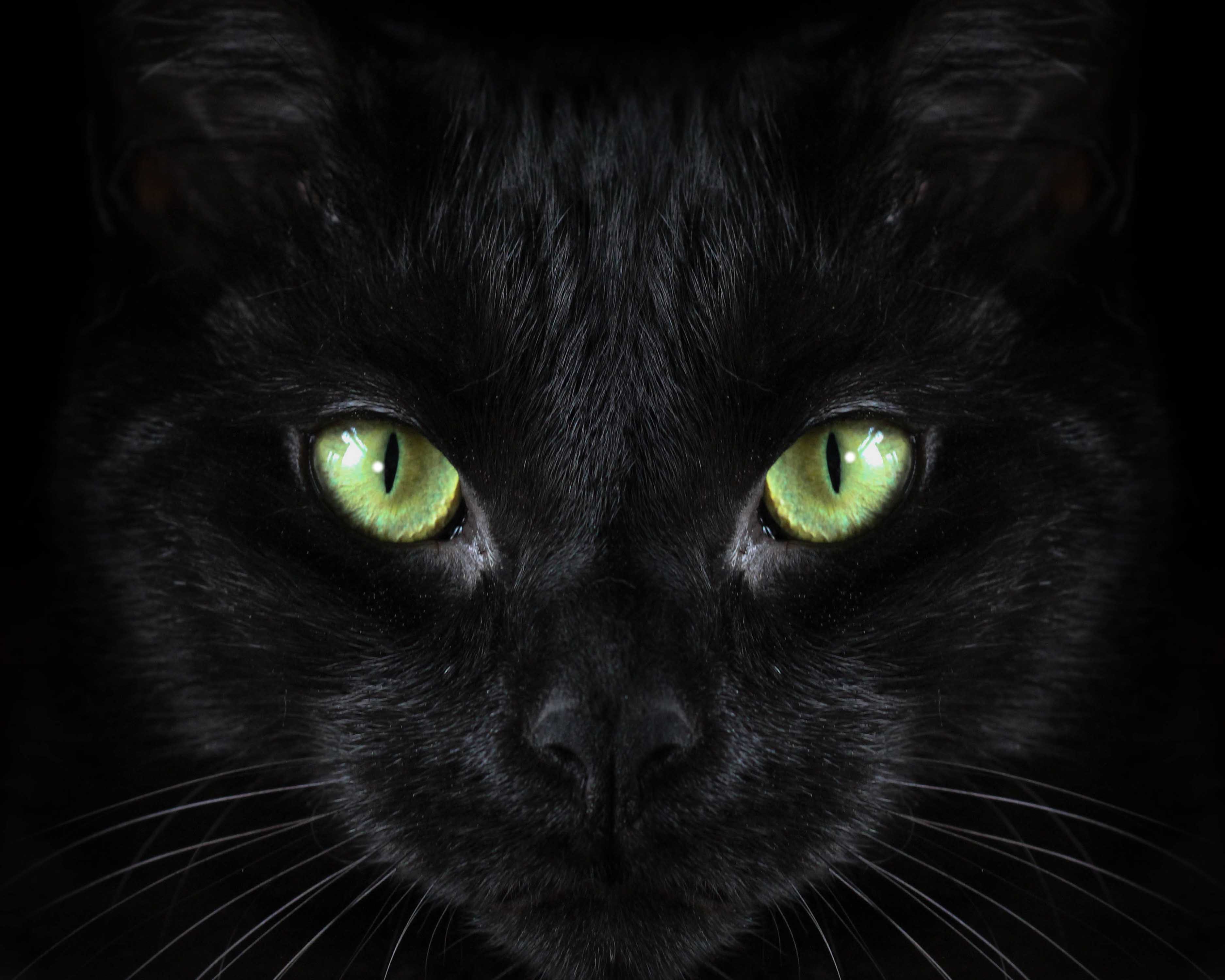Черный кот злой с зелеными глазами