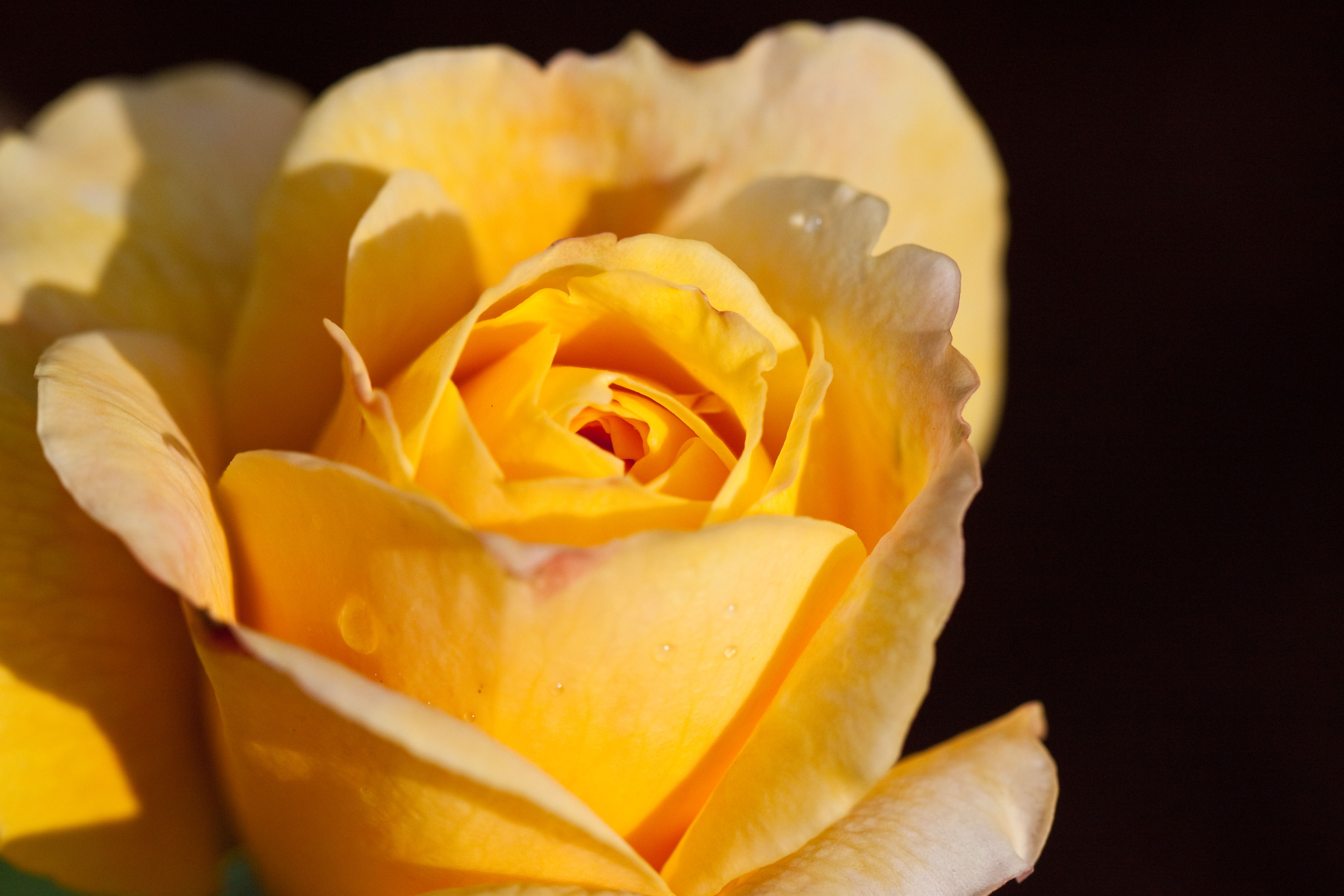 Еллоу Кинг чайно-гибридная роза