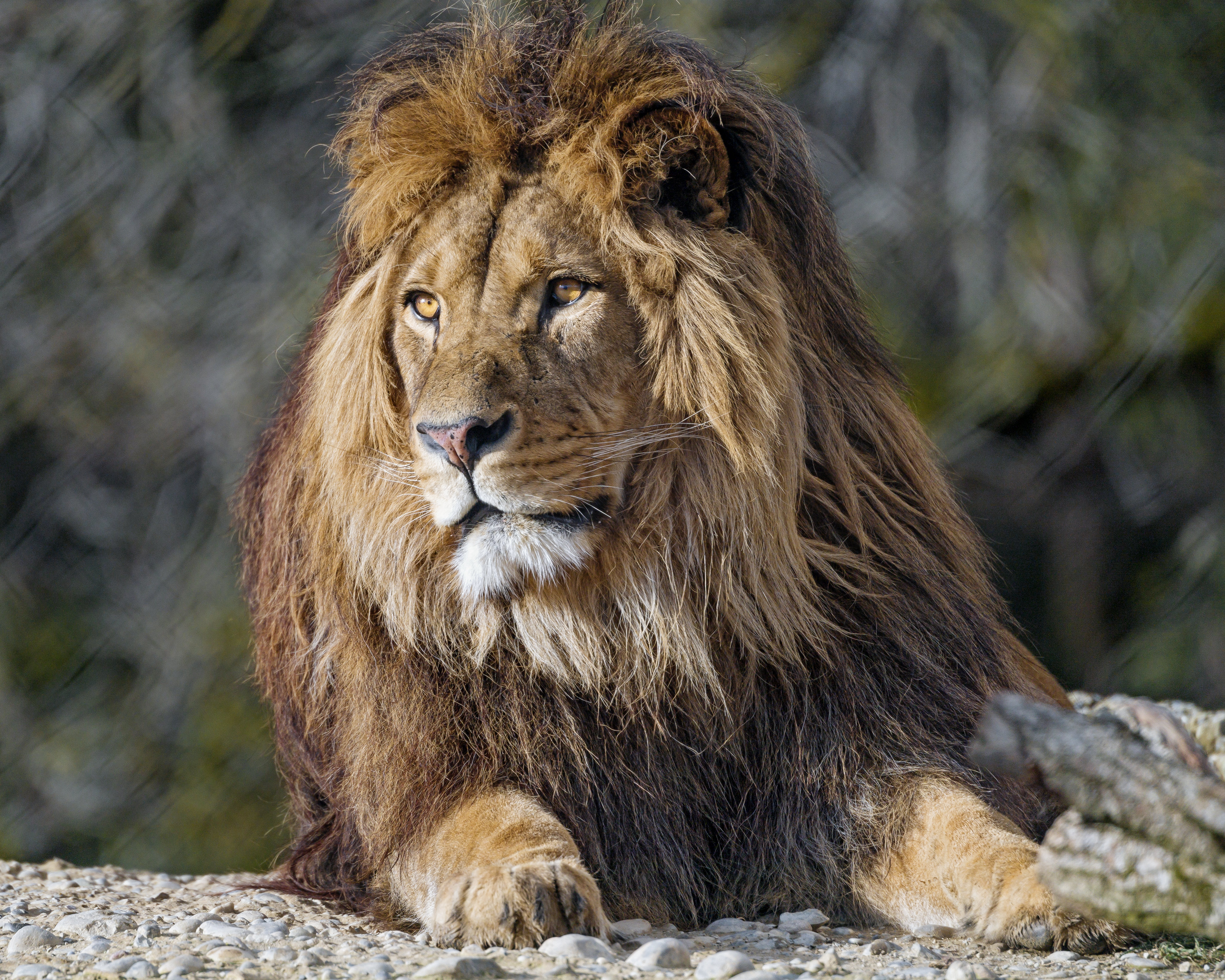 фото панджшерского льва