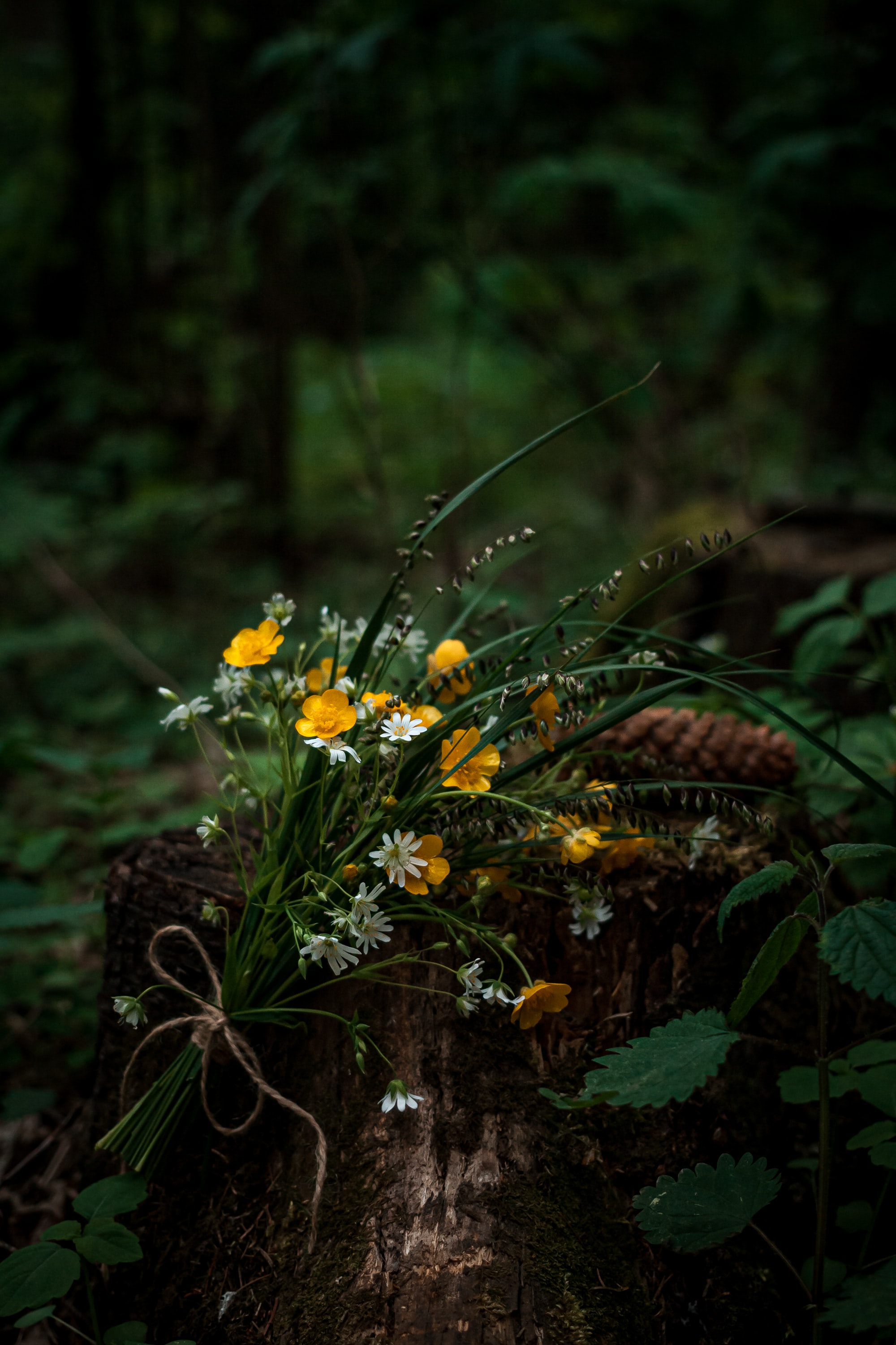 bouquet, wildflowers, flowers, forest QHD