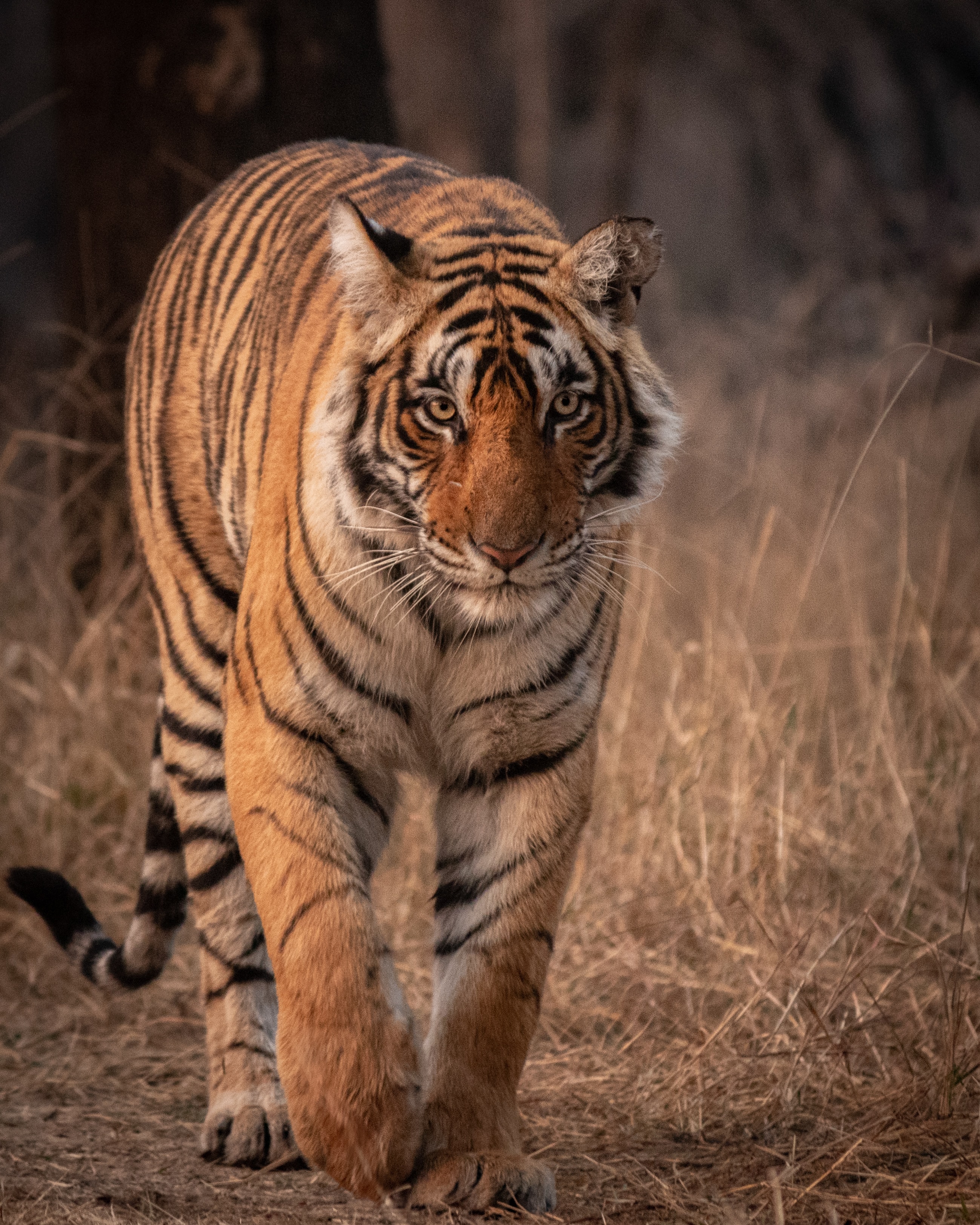 tiger, wildlife, animals, predator, big cat, sight, opinion, animal