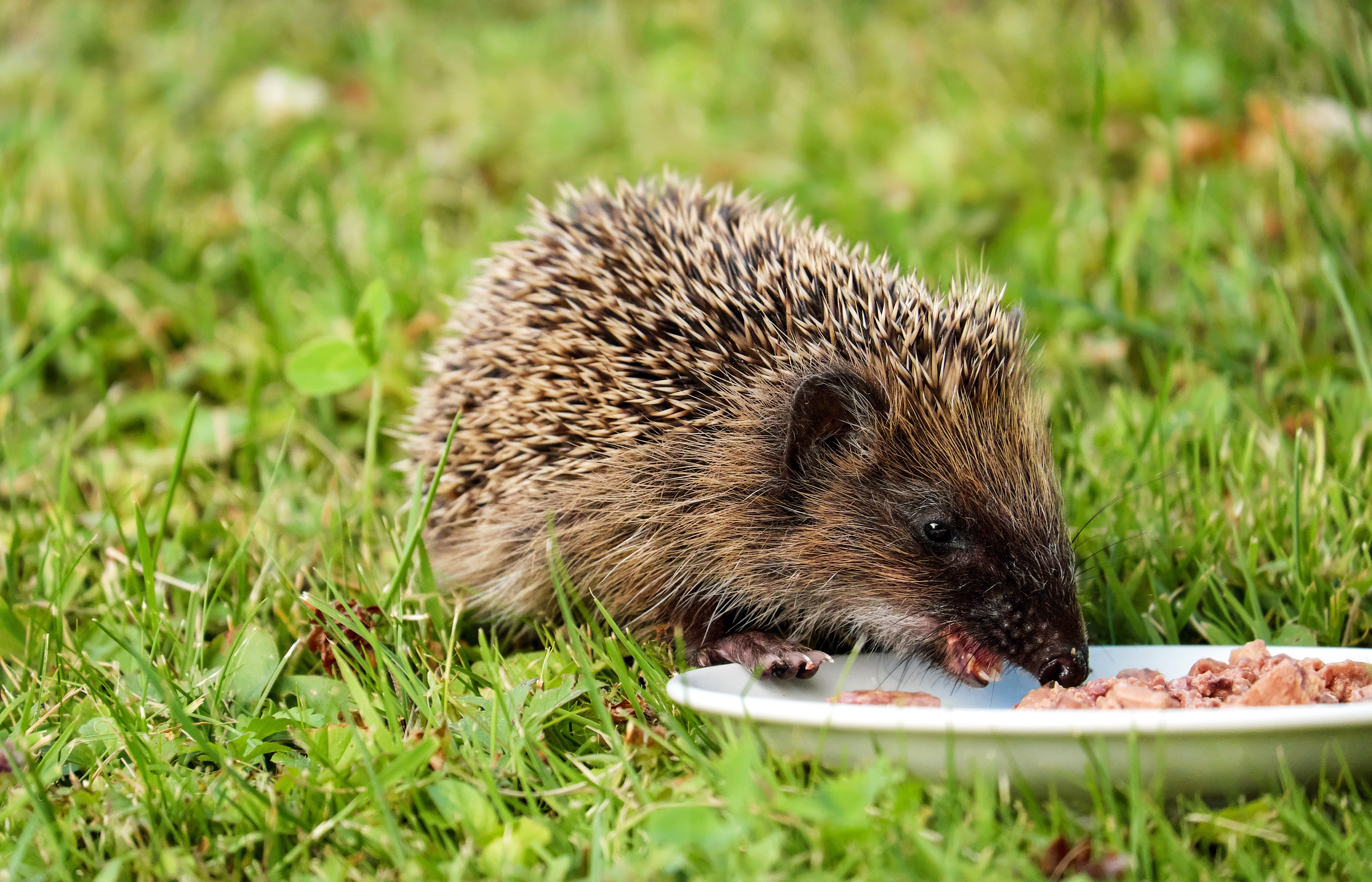 Download mobile wallpaper Grass, Hedgehog, Plate, Animals, Food for free.