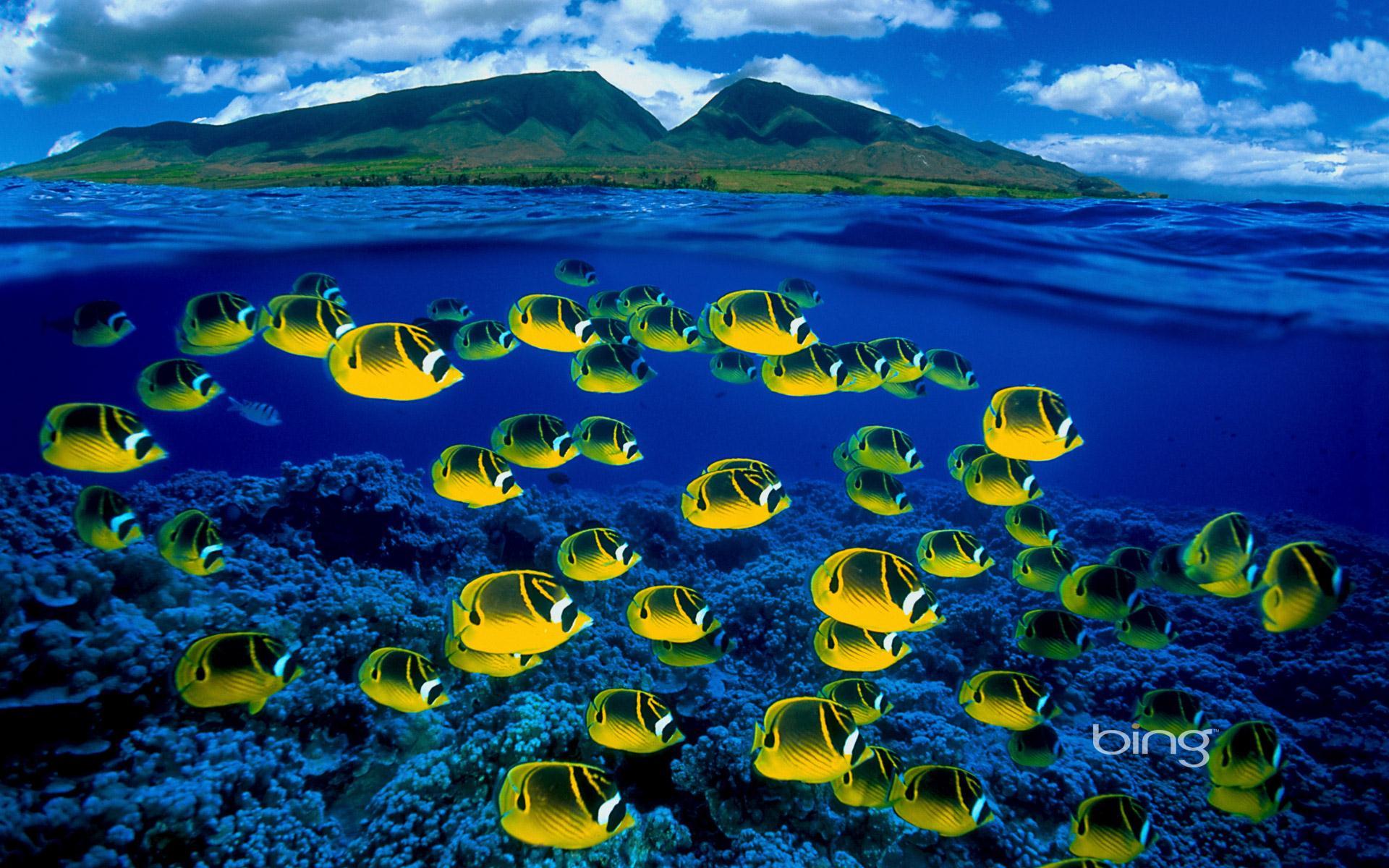Подводный мир Гавайских островов