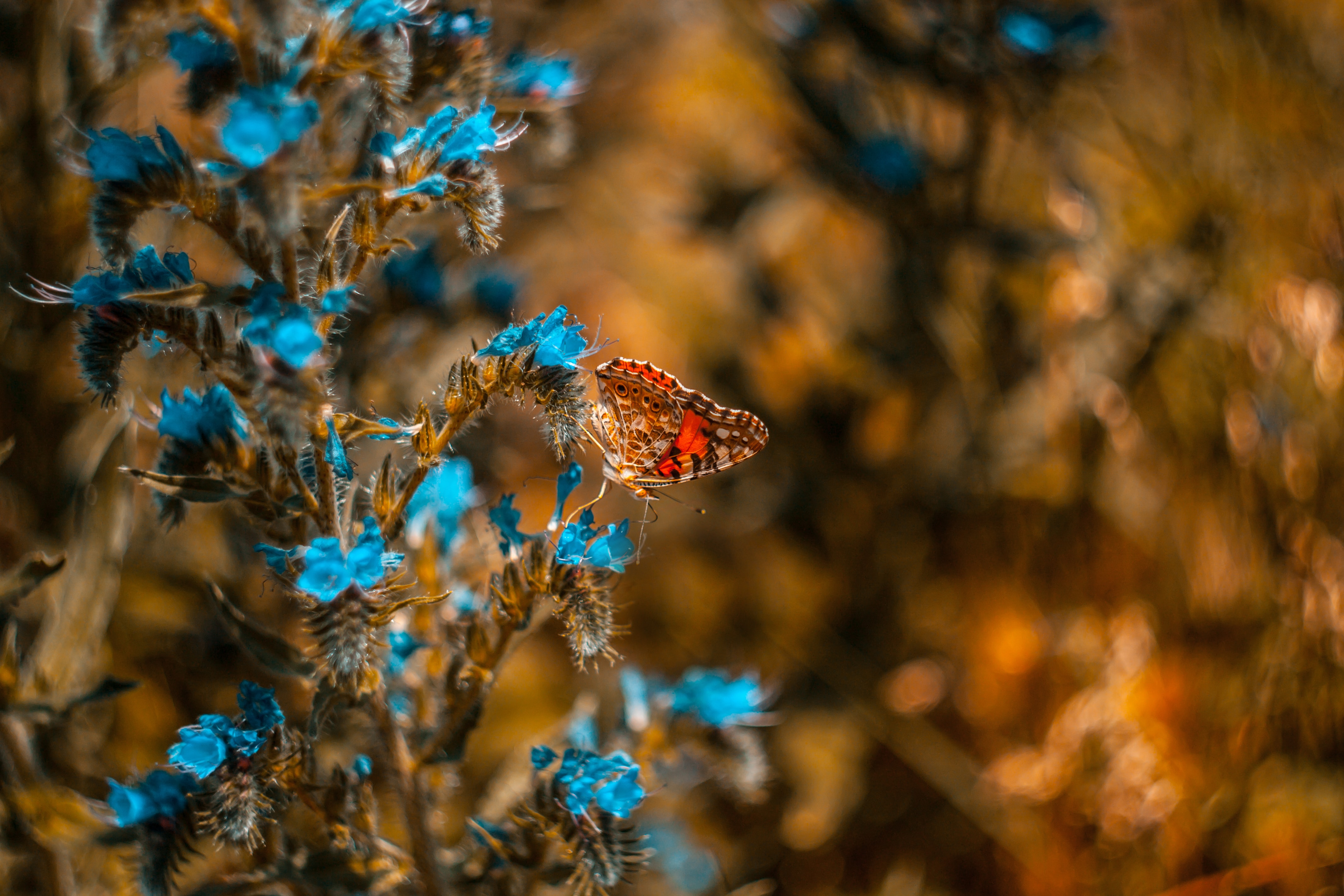 butterfly, macro, blue, flower, insect HD wallpaper