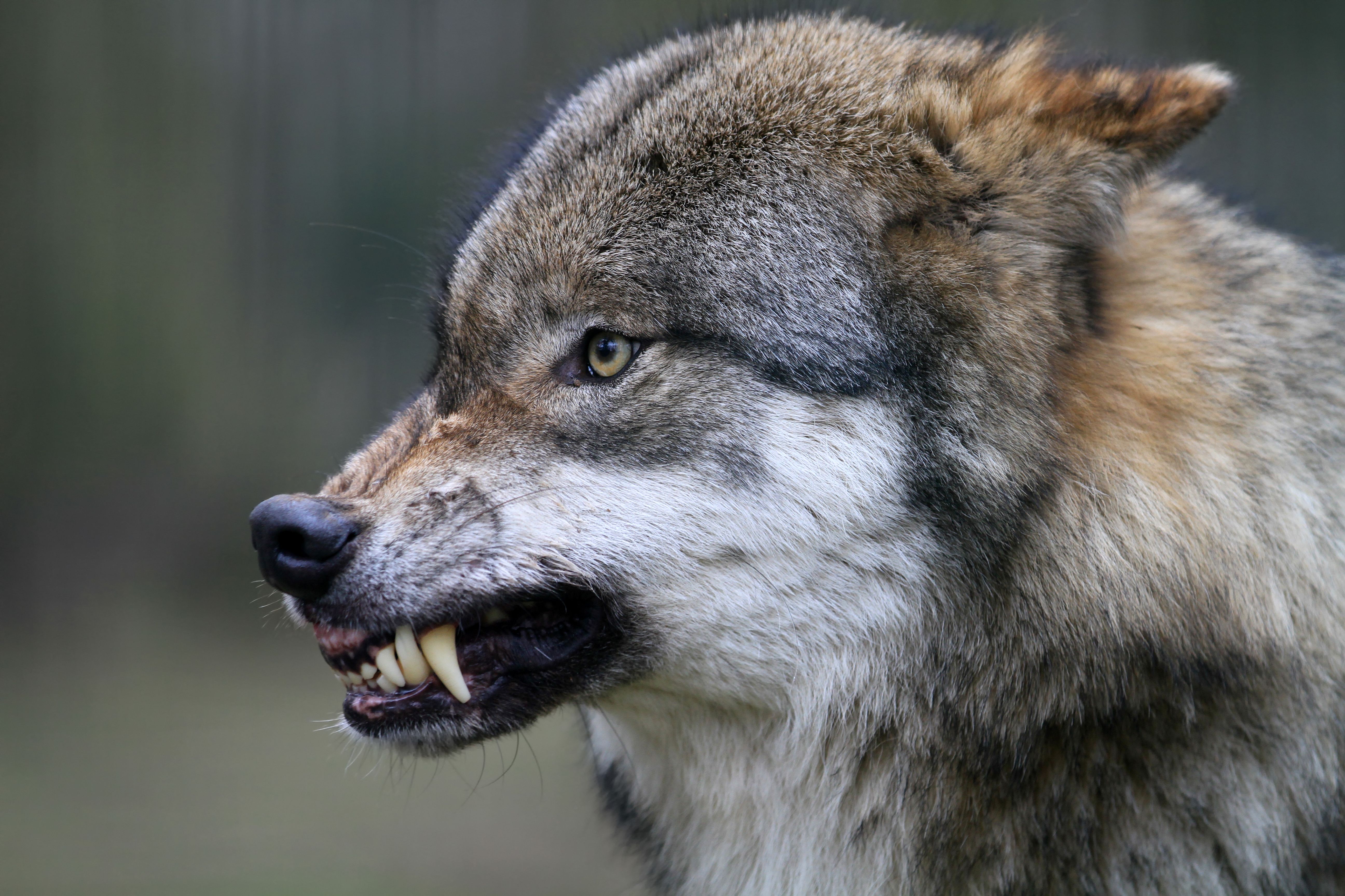 375099 descargar fondo de pantalla animales, lobo, gruñido, wolves: protectores de pantalla e imágenes gratis