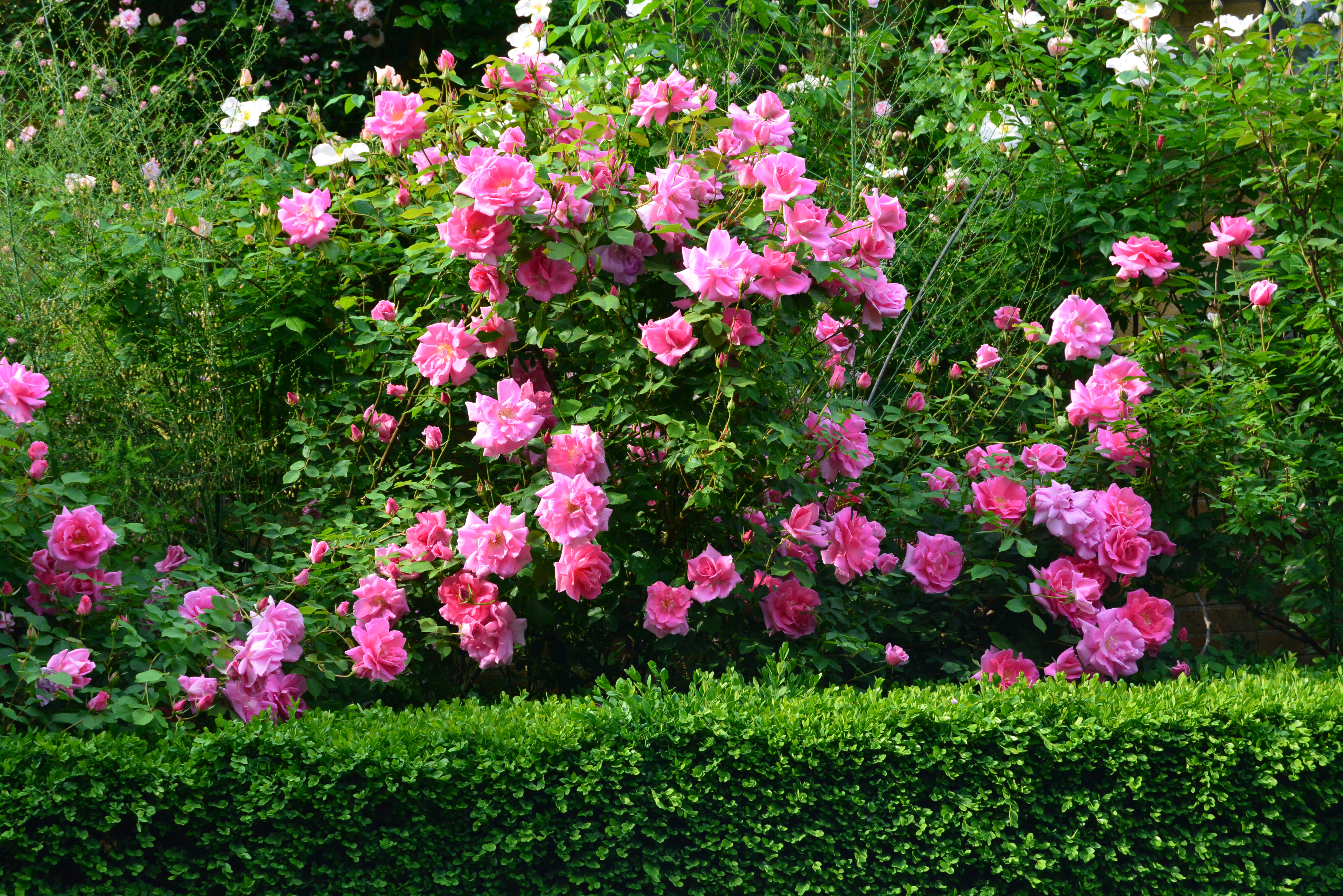 flowers, rose, flower, earth, rose bush, bush, green, pink flower images